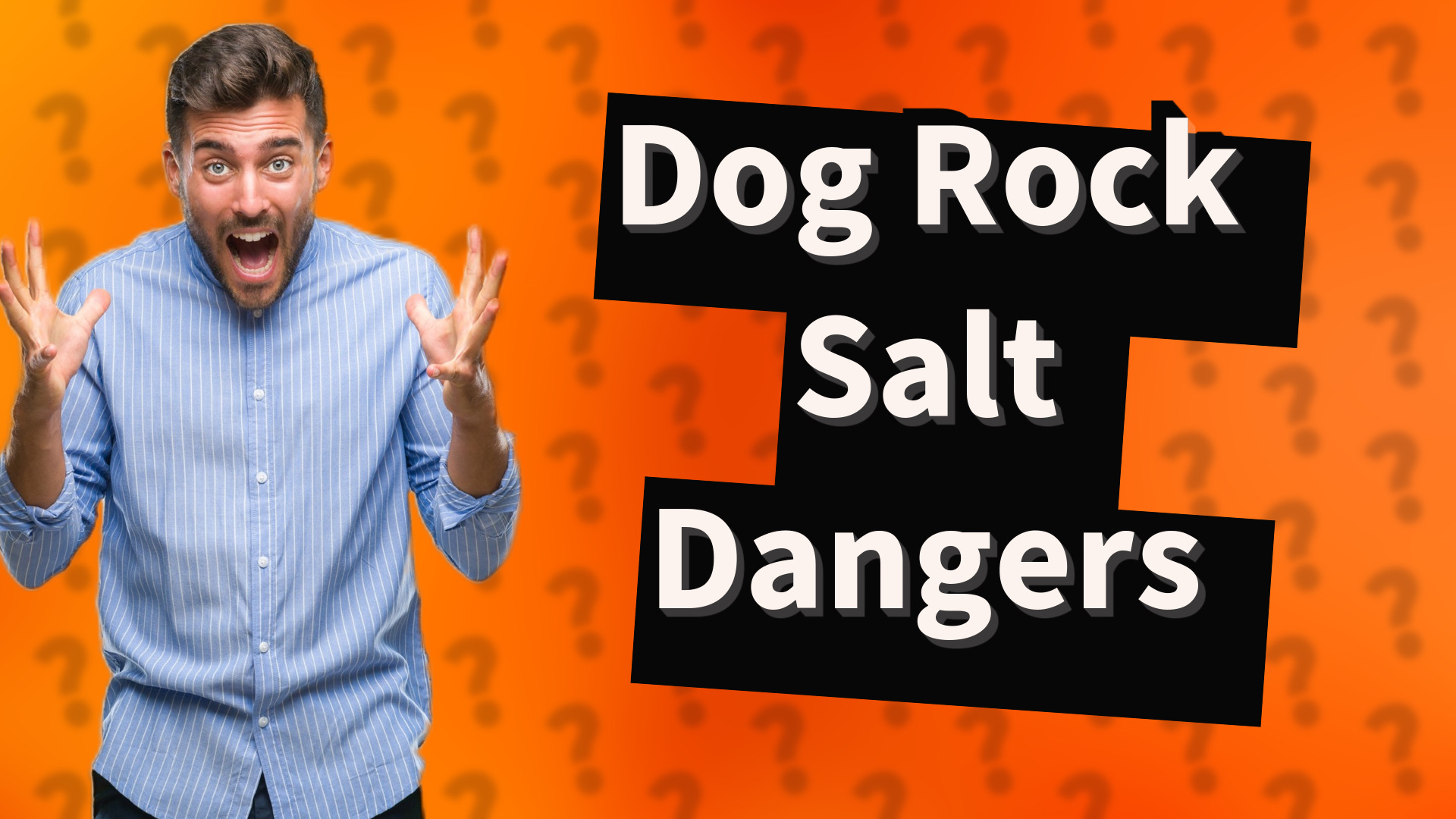 Dog Rock Salt Dangers