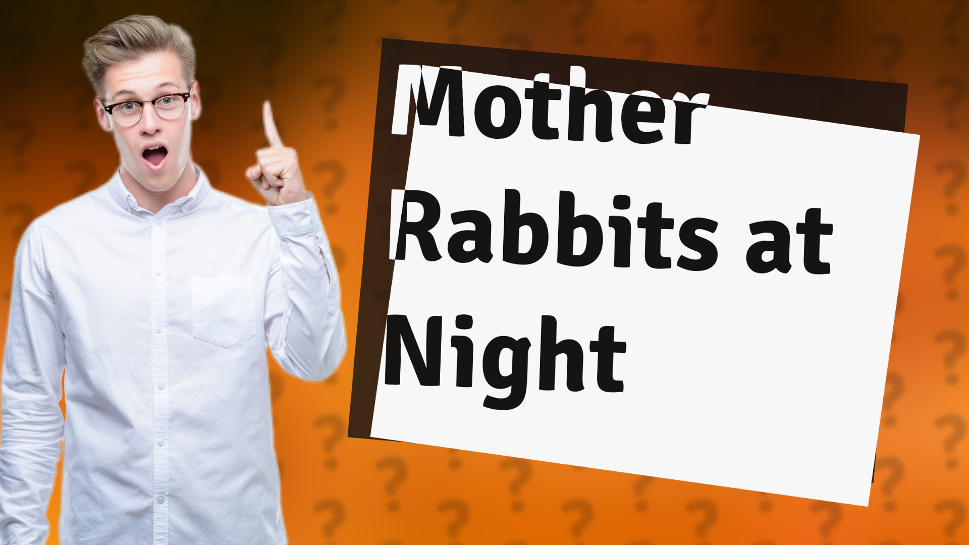 Mother Rabbits at Night