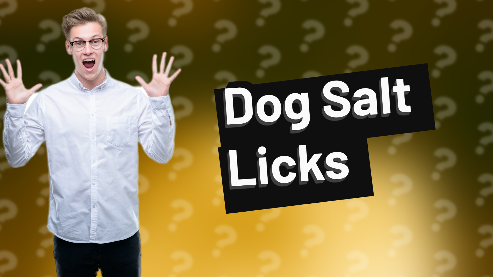 Dog Salt Licks