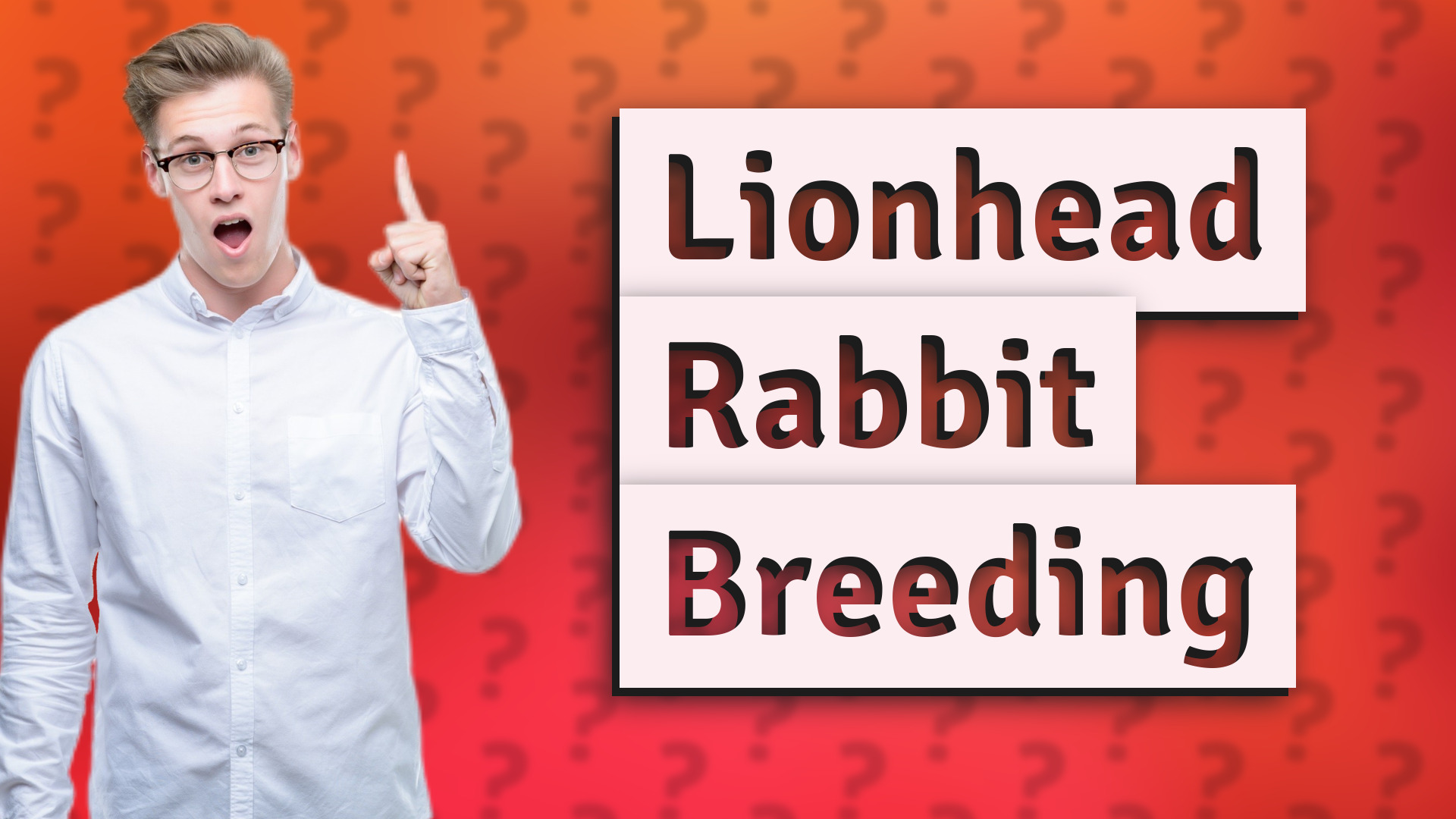 Lionhead Rabbit Breeding