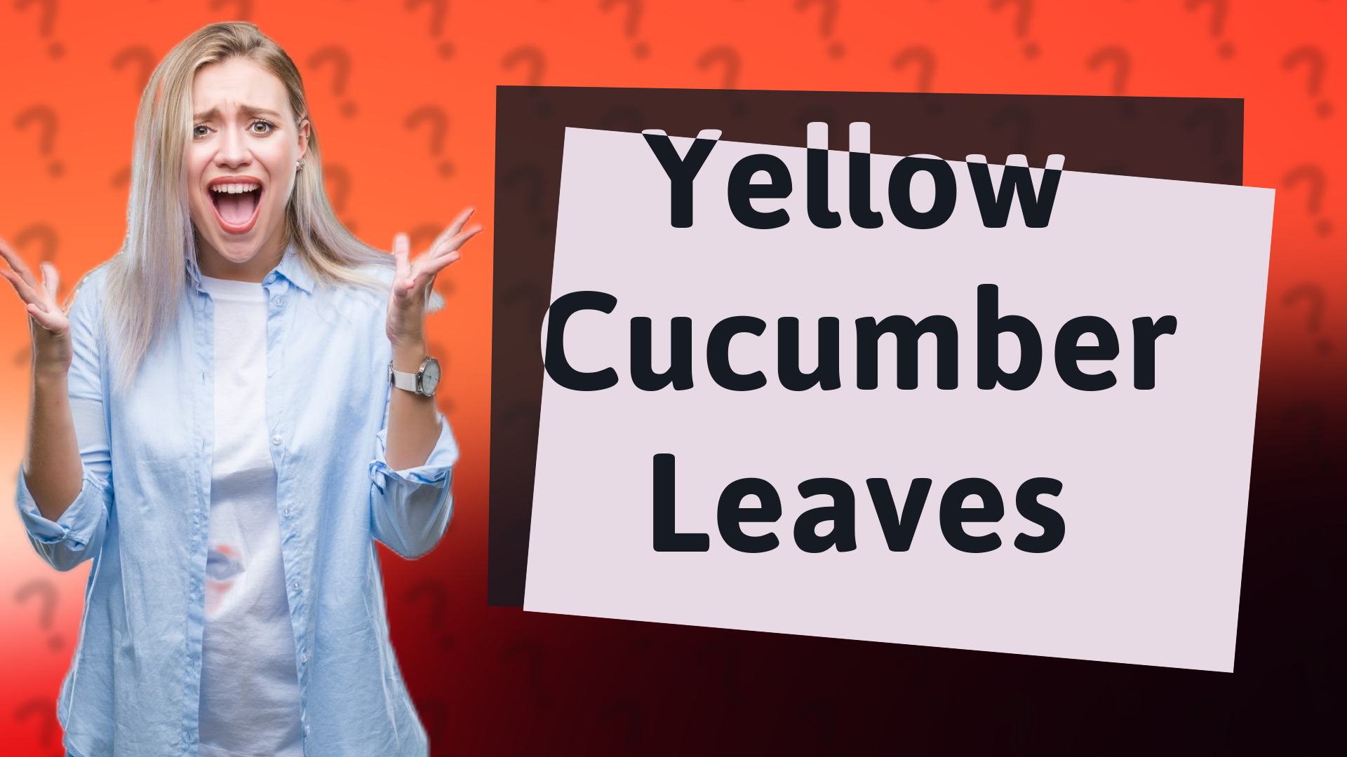 Yellow Cucumber Leaves