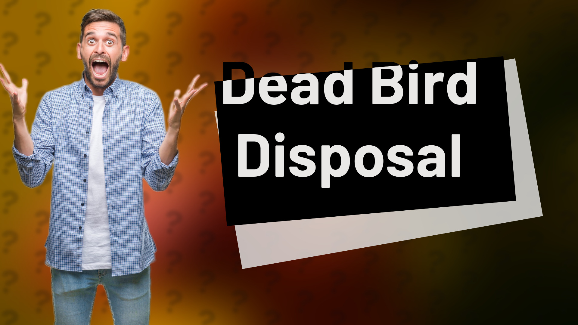 Dead Bird Disposal