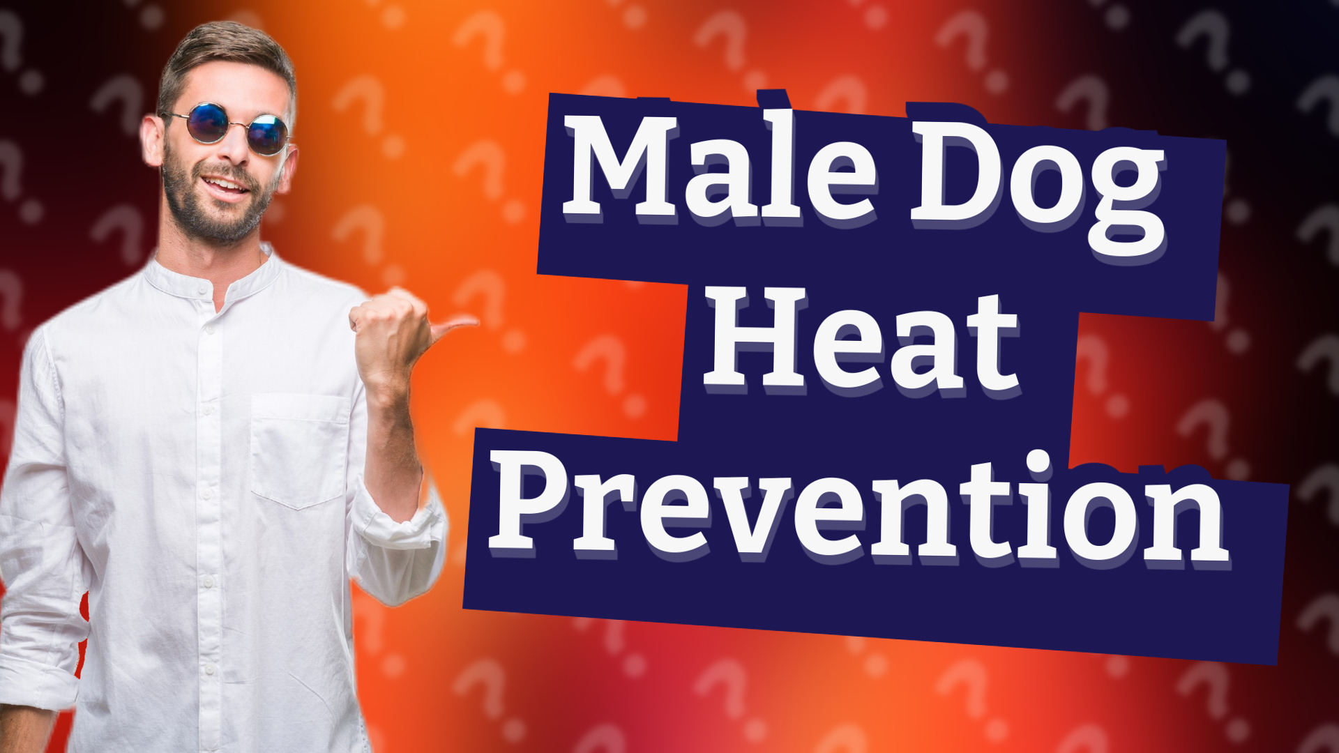 Male Dog Heat Prevention