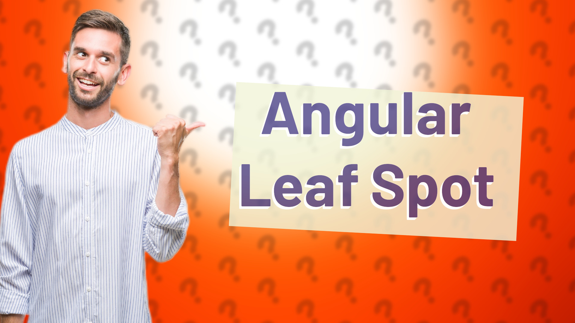 Angular Leaf Spot