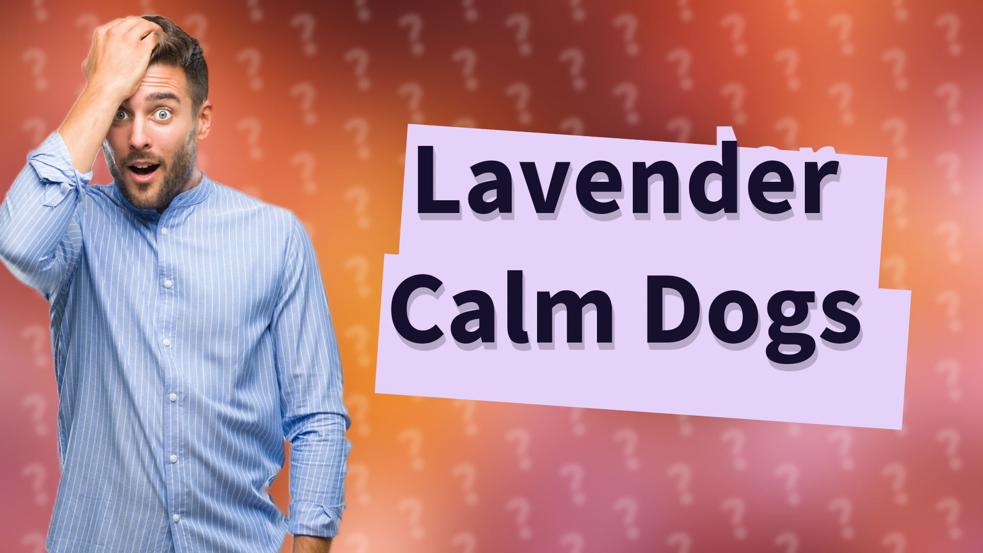 Lavender Calm Dogs