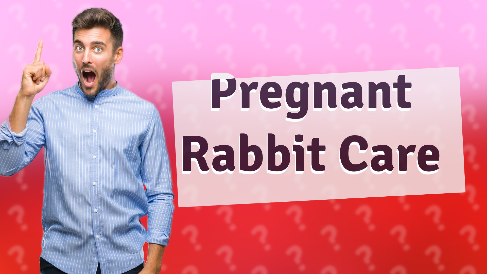 Pregnant Rabbit Care