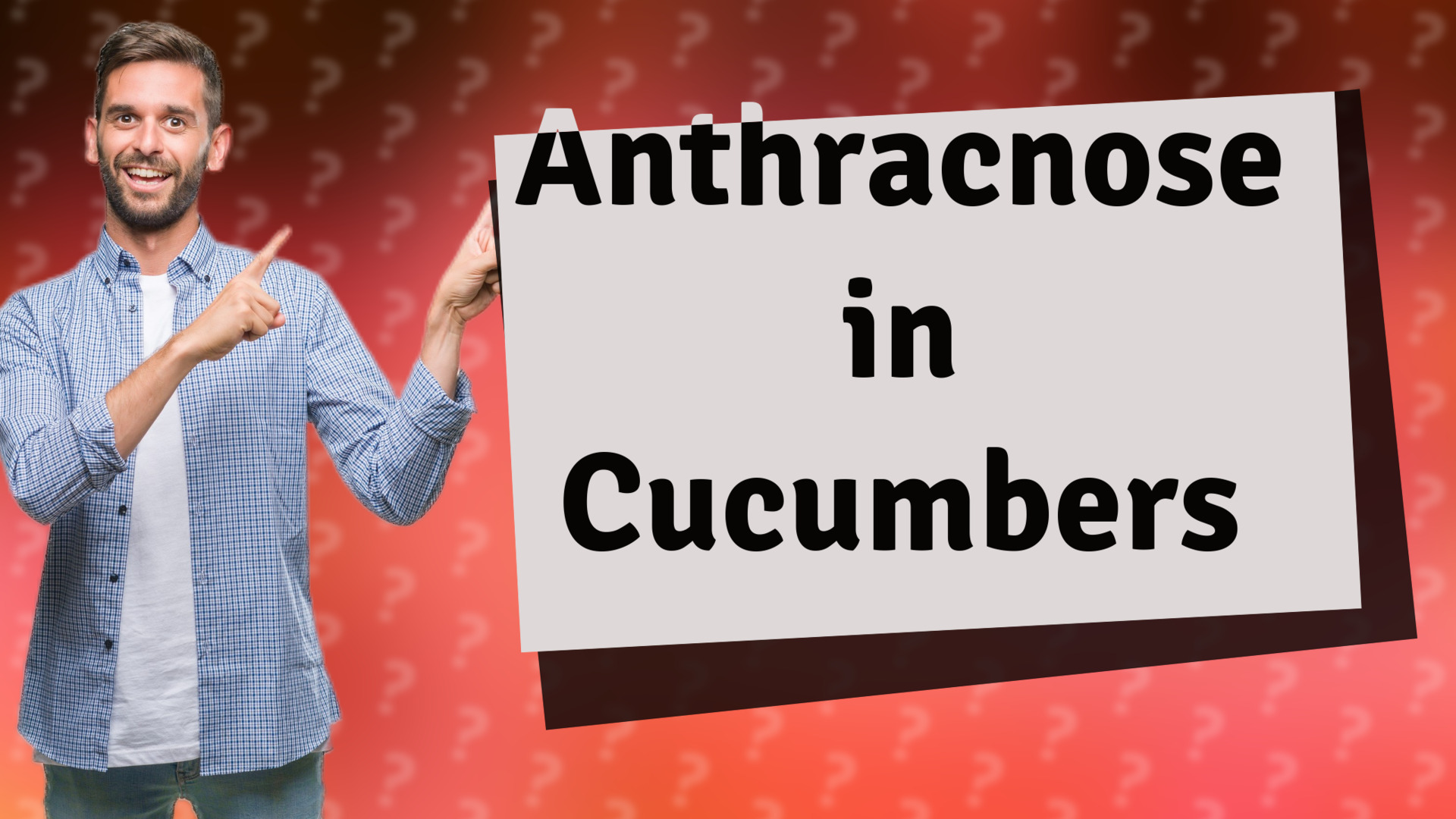Anthracnose in Cucumbers