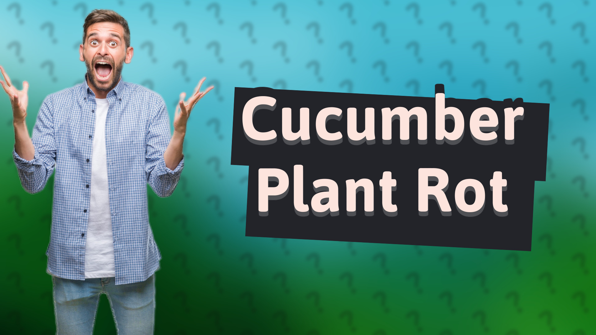 Cucumber Plant Rot
