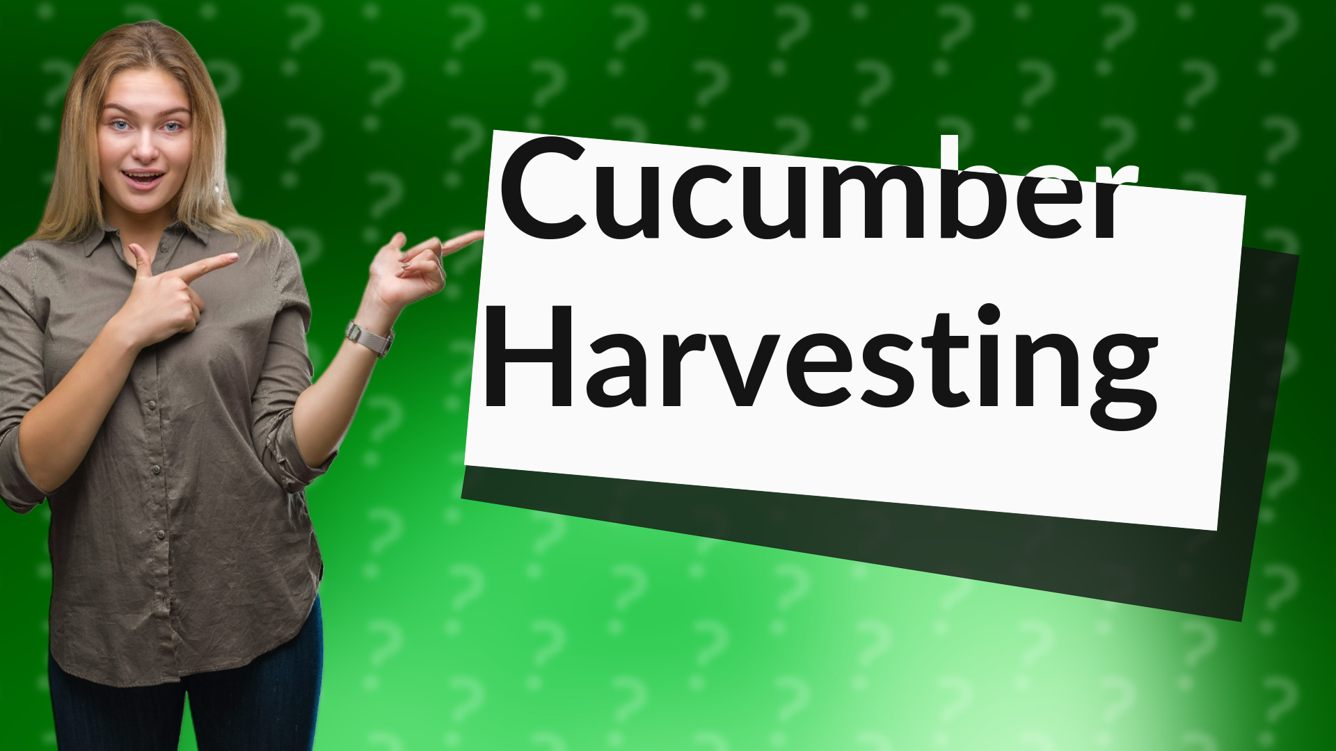 Cucumber Harvesting