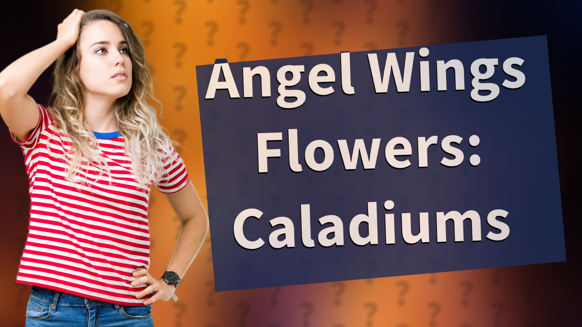 Angel Wings Flowers: Caladiums