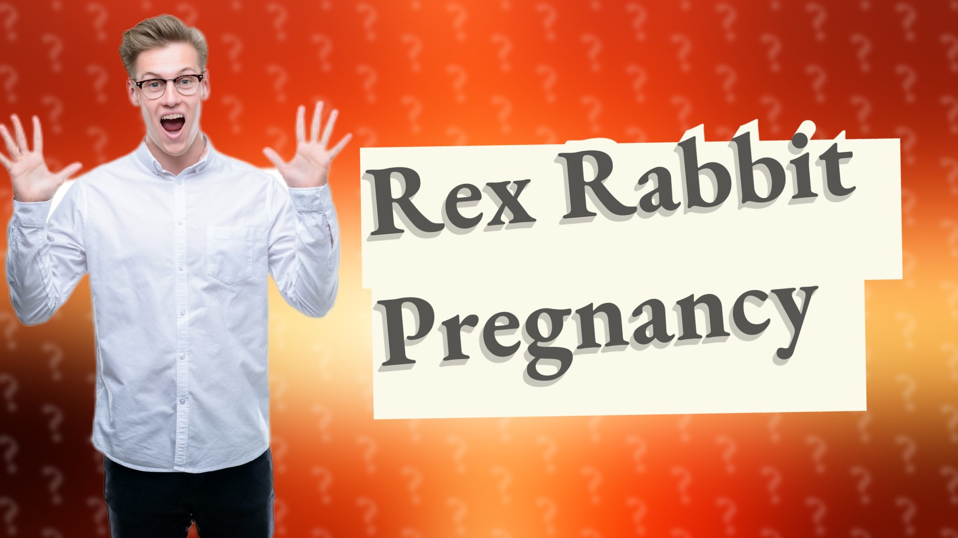 Rex Rabbit Pregnancy