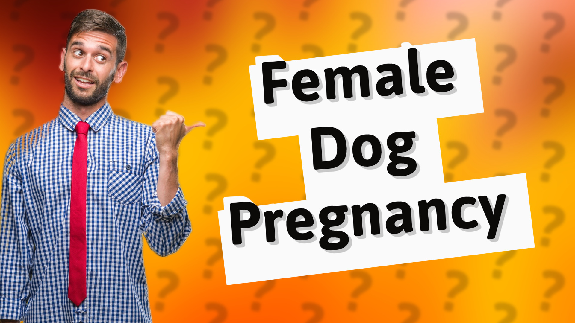 Female Dog Pregnancy