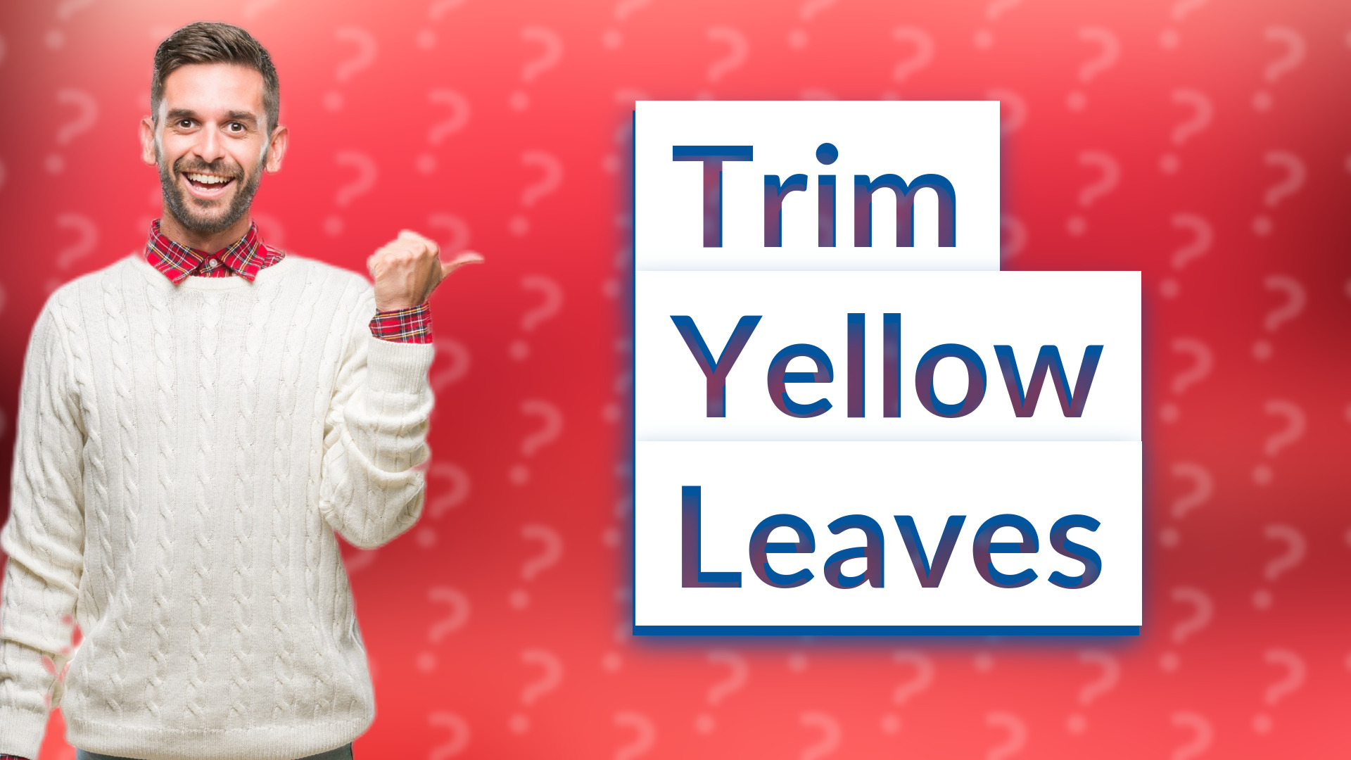 Trim Yellow Leaves
