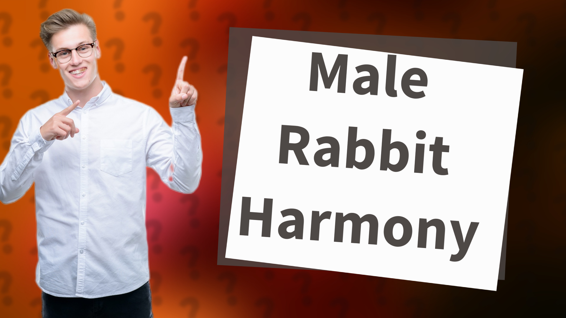 Male Rabbit Harmony