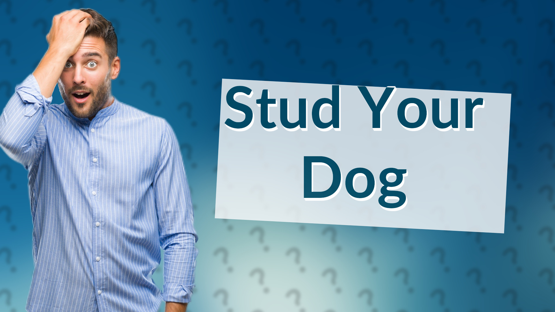 Stud Your Dog