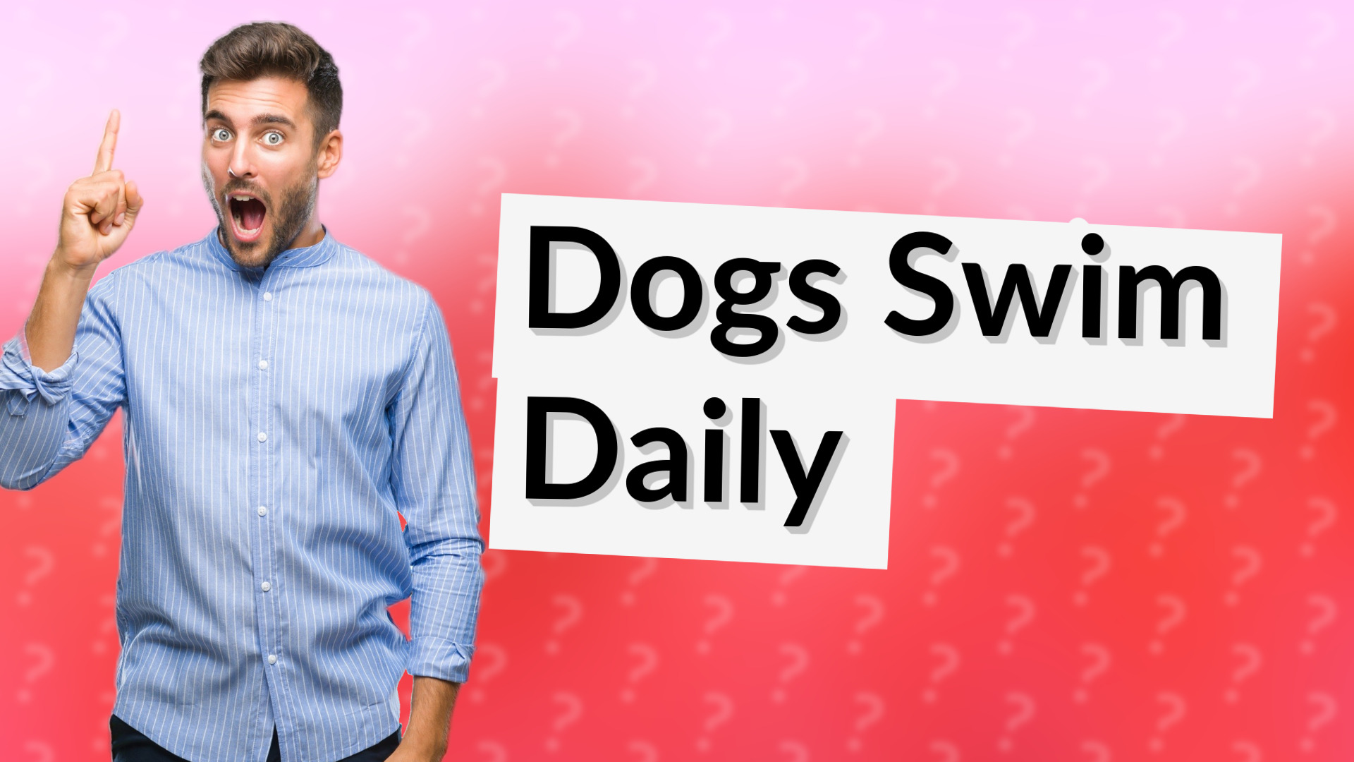 Dogs Swim Daily