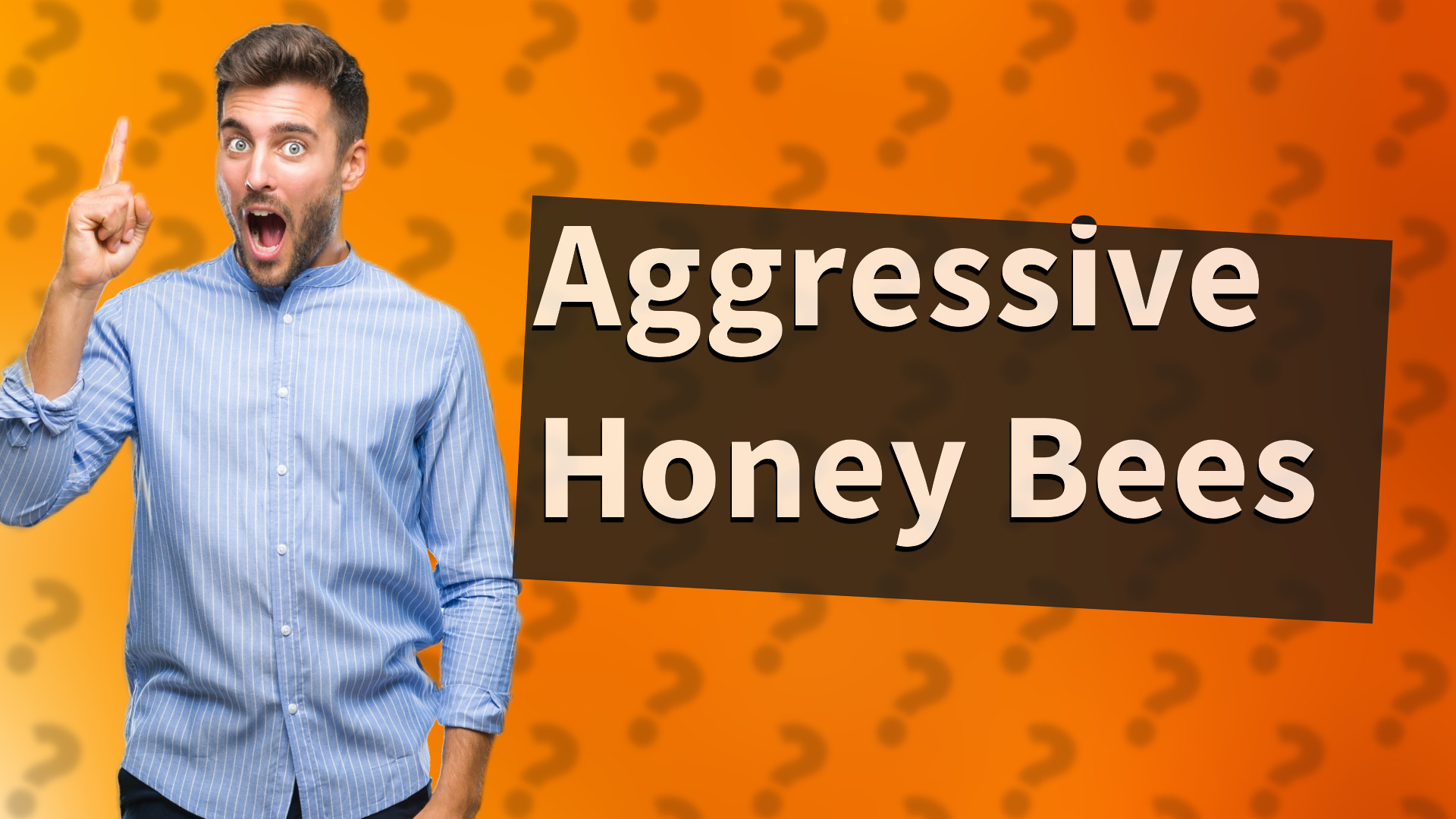 Aggressive Honey Bees