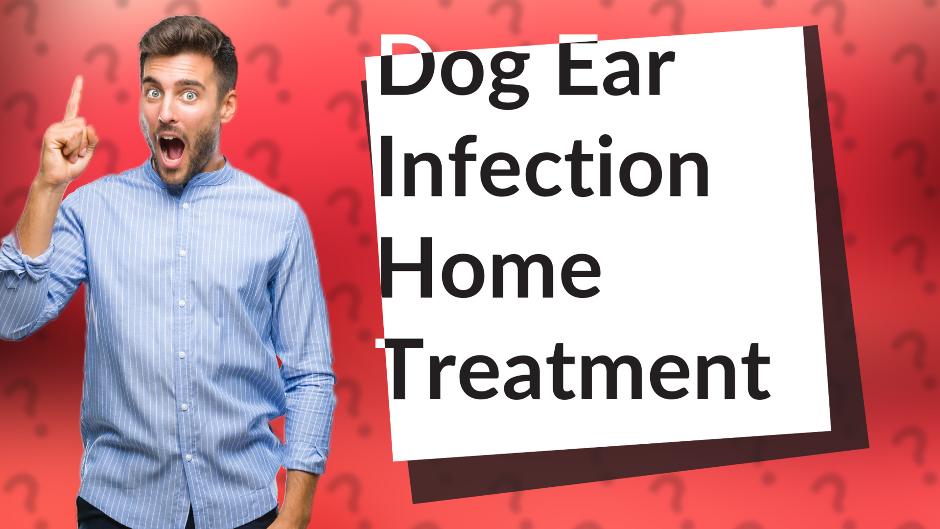 Dog Ear Infection Home Treatment