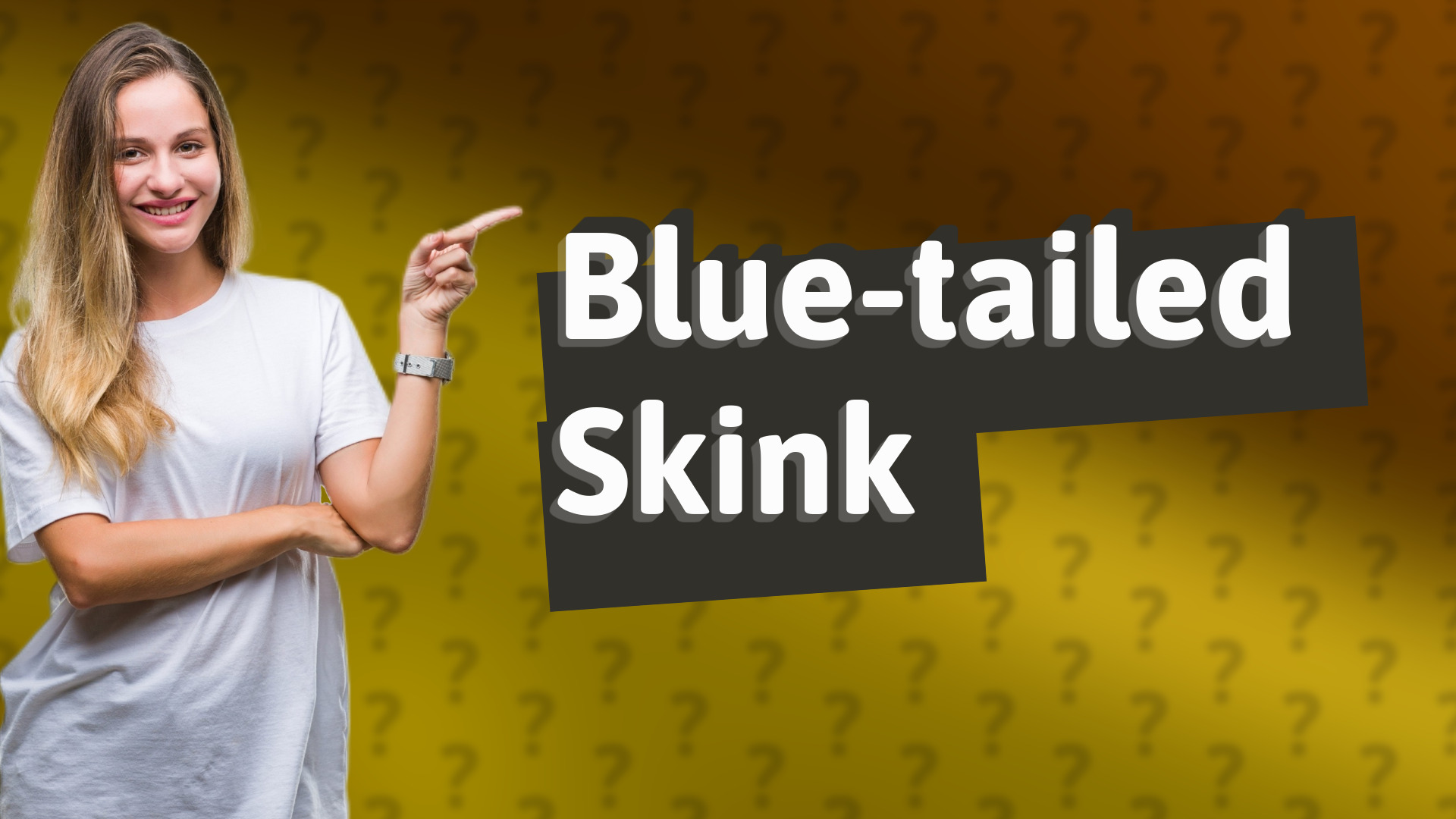 Blue-tailed Skink