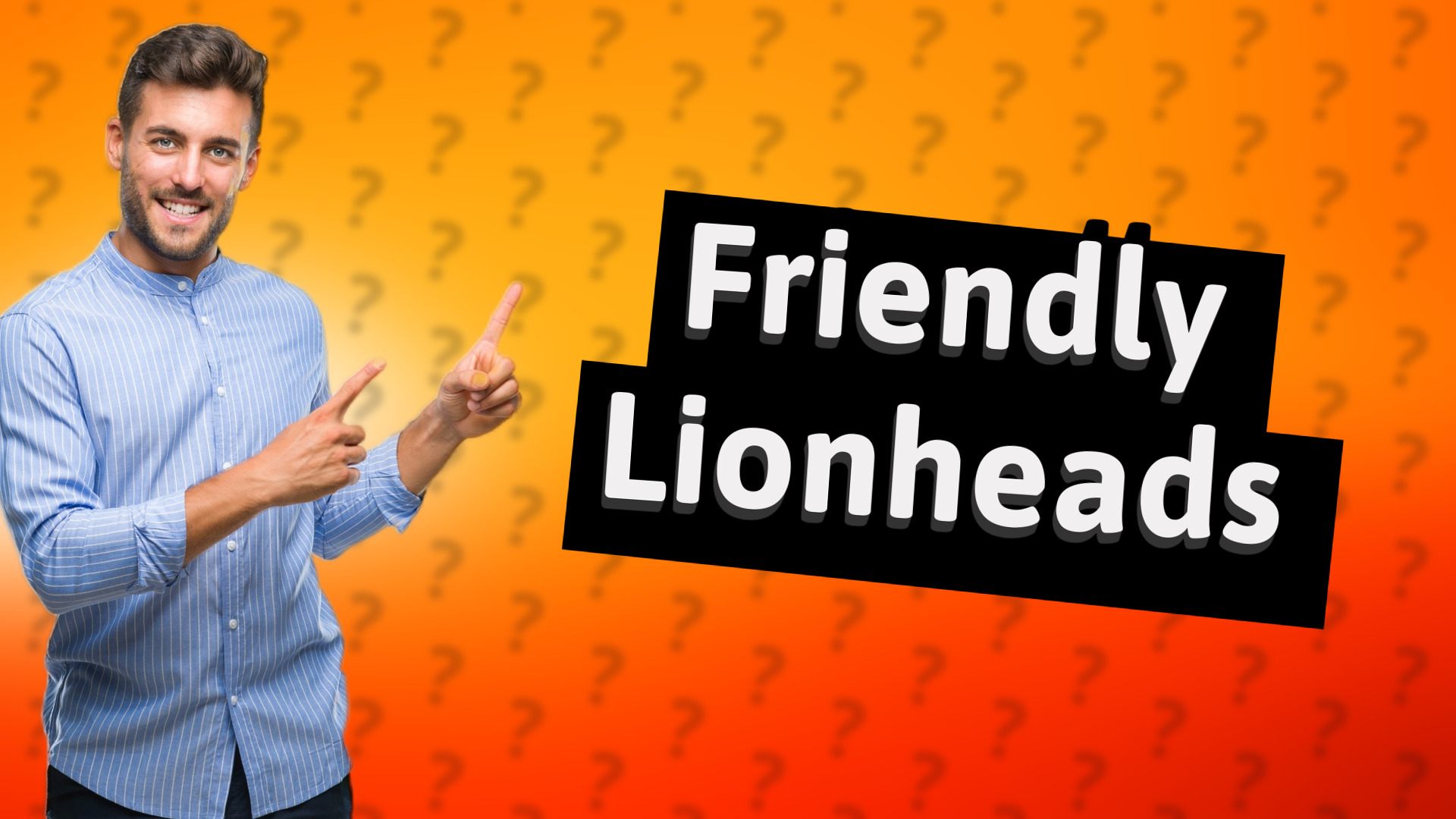 Friendly Lionheads