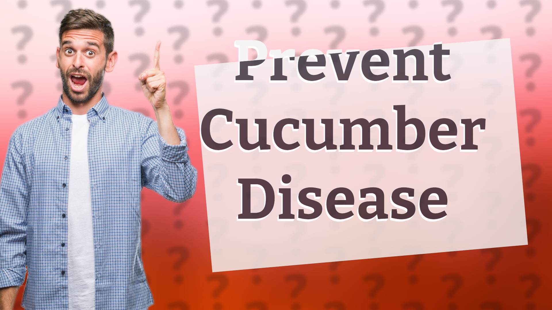 Prevent Cucumber Disease