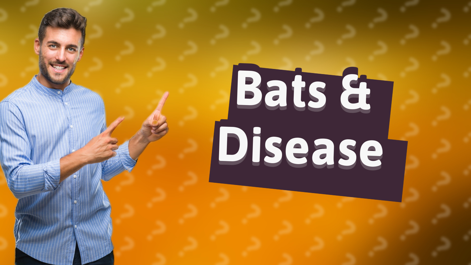 Bats & Disease