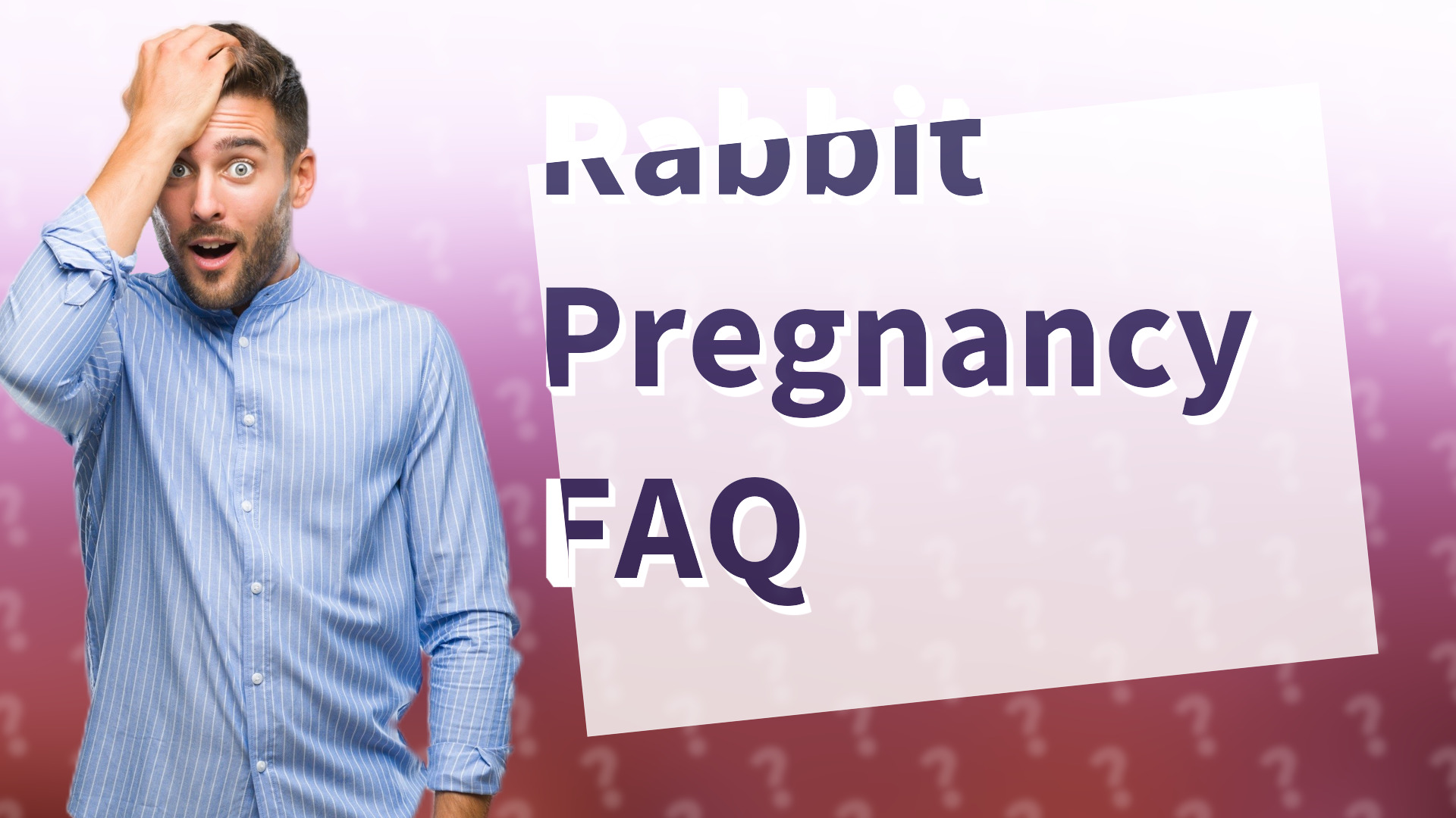 Rabbit Pregnancy FAQ