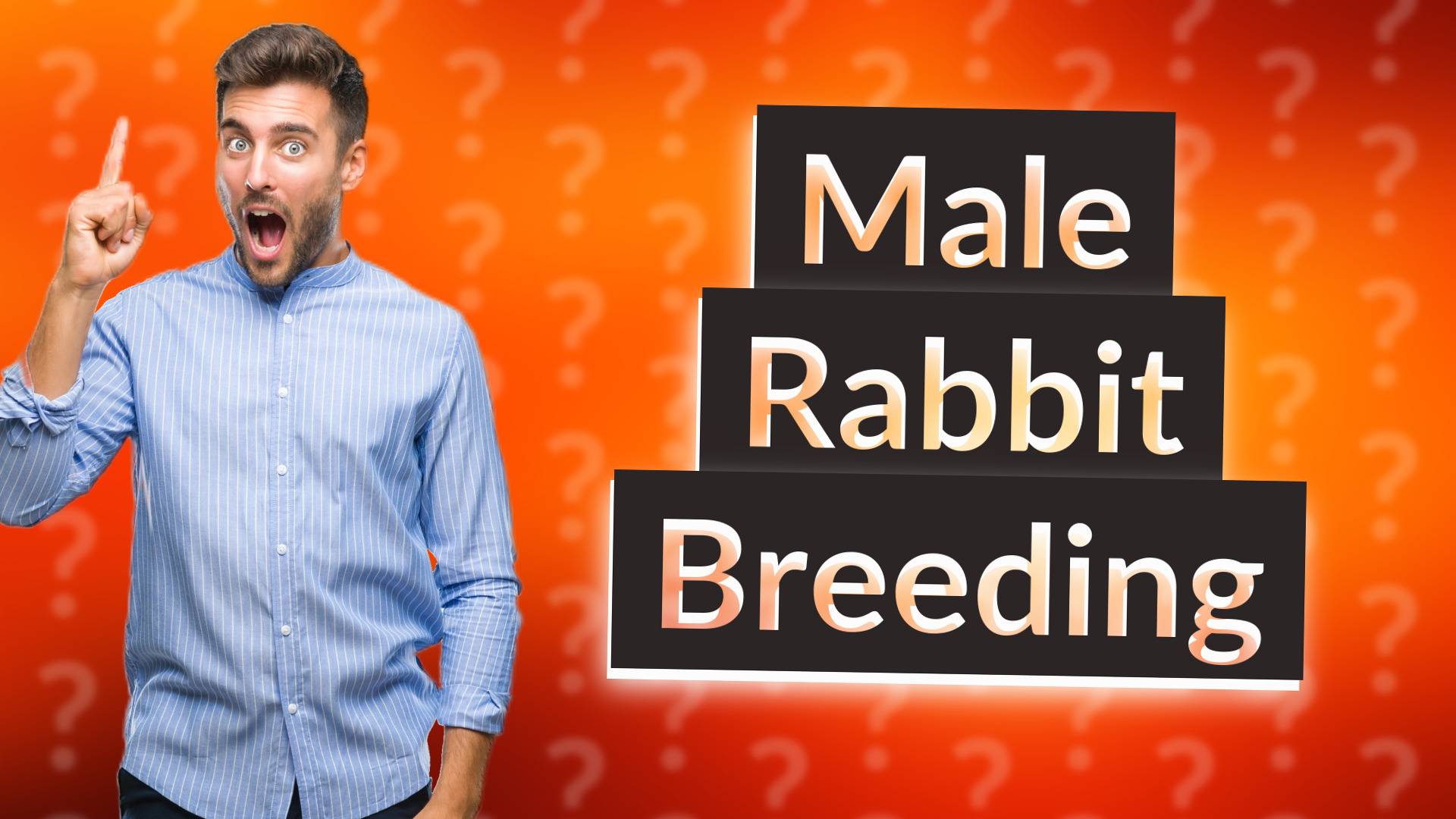 Male Rabbit Breeding