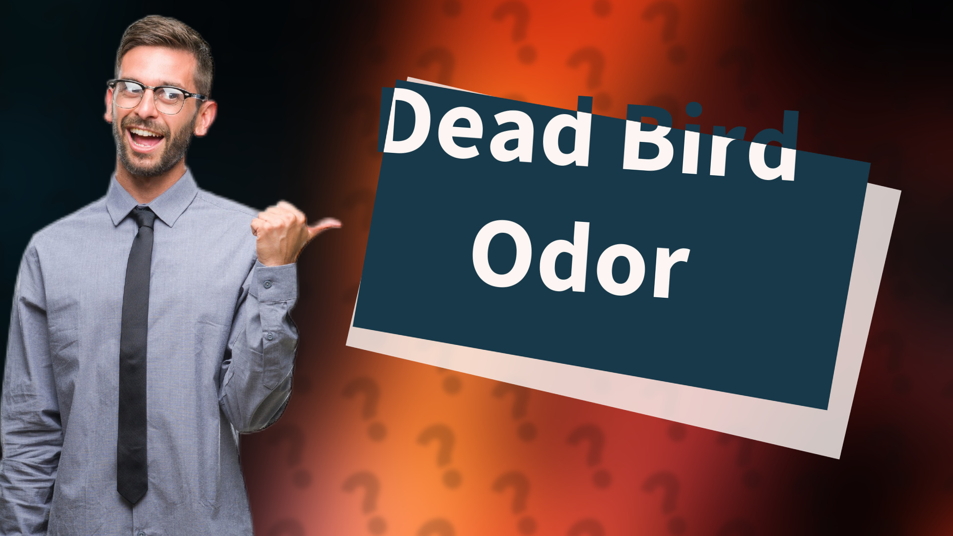 Dead Bird Odor