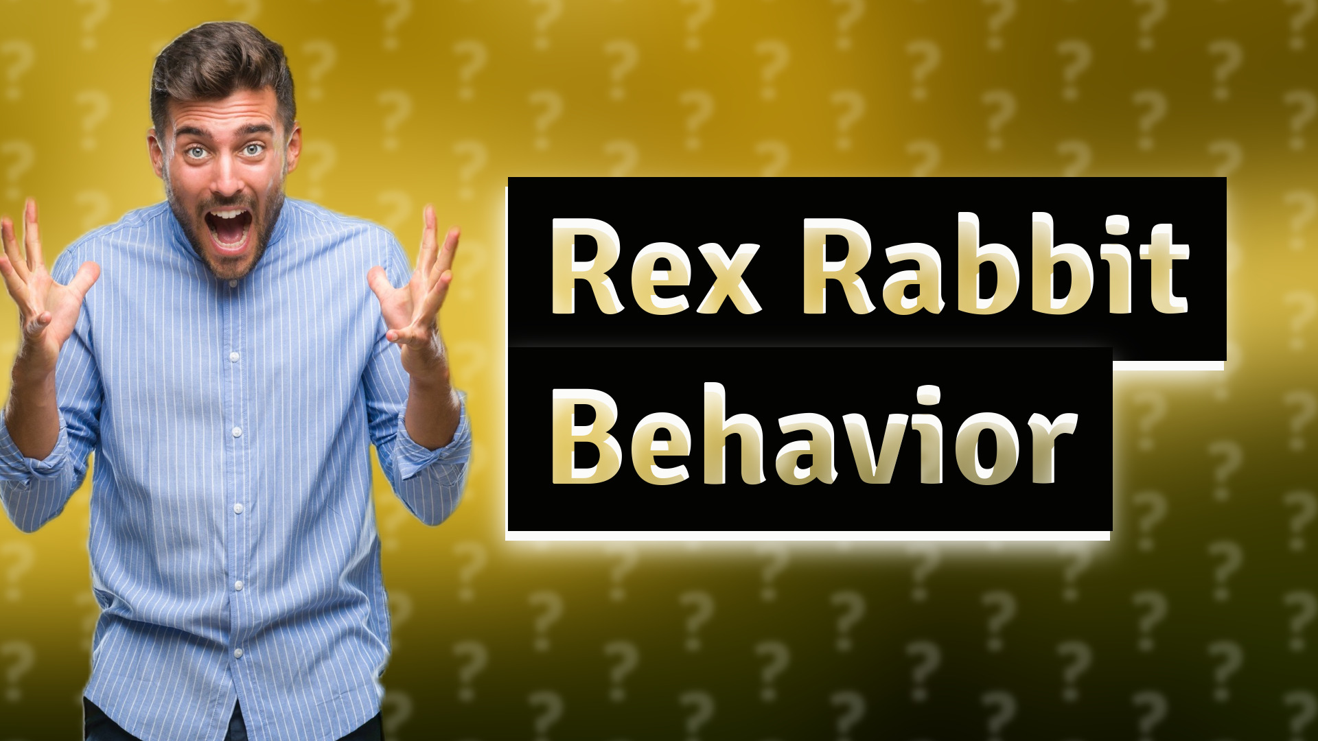 Rex Rabbit Behavior
