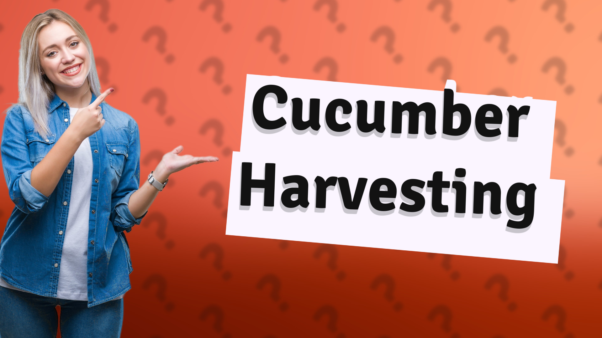 Cucumber Harvesting