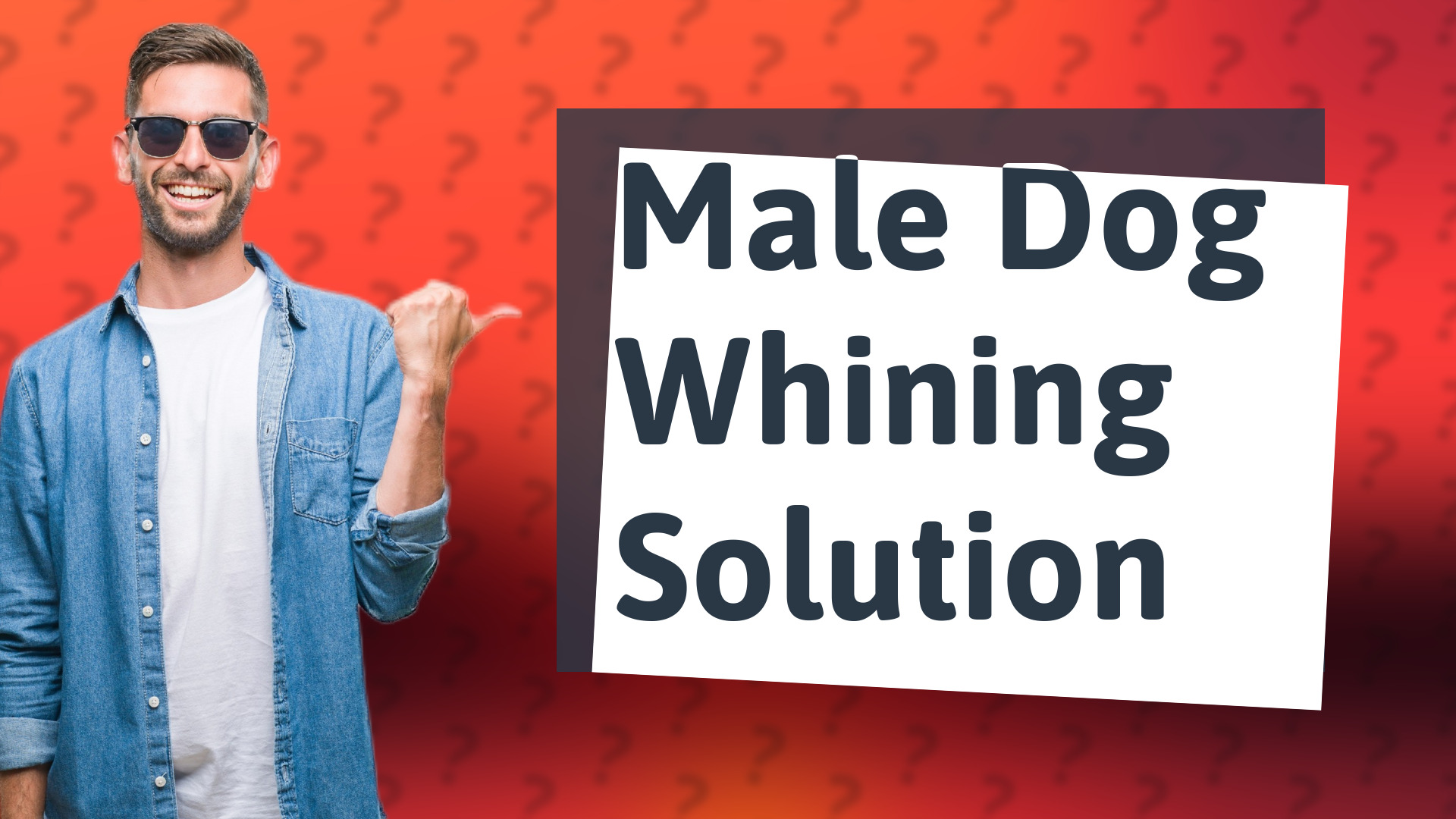 Male Dog Whining Solution