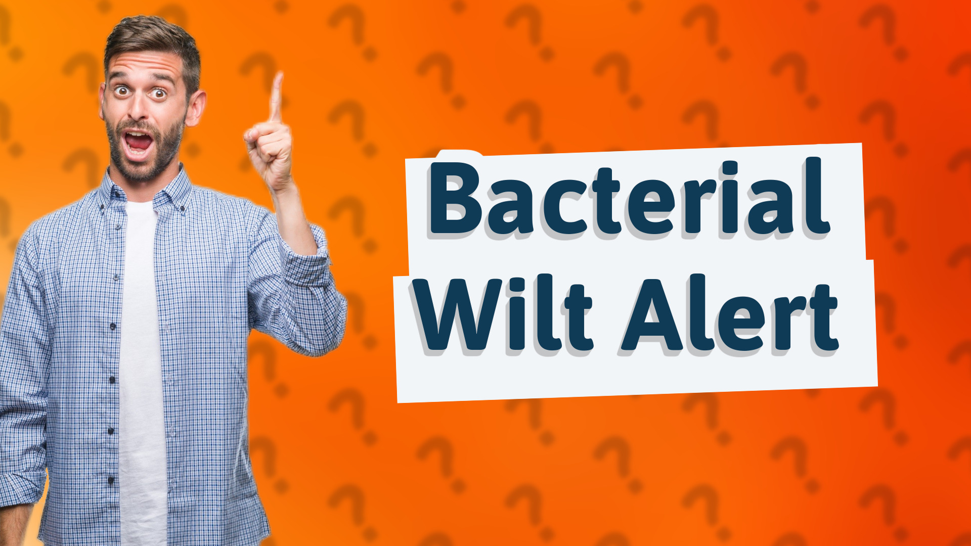 Bacterial Wilt Alert