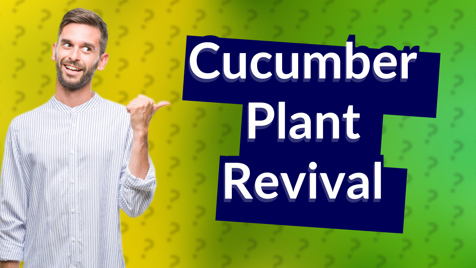 Cucumber Plant Revival