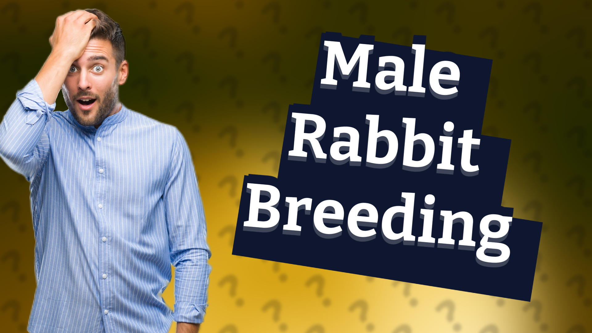 Male Rabbit Breeding