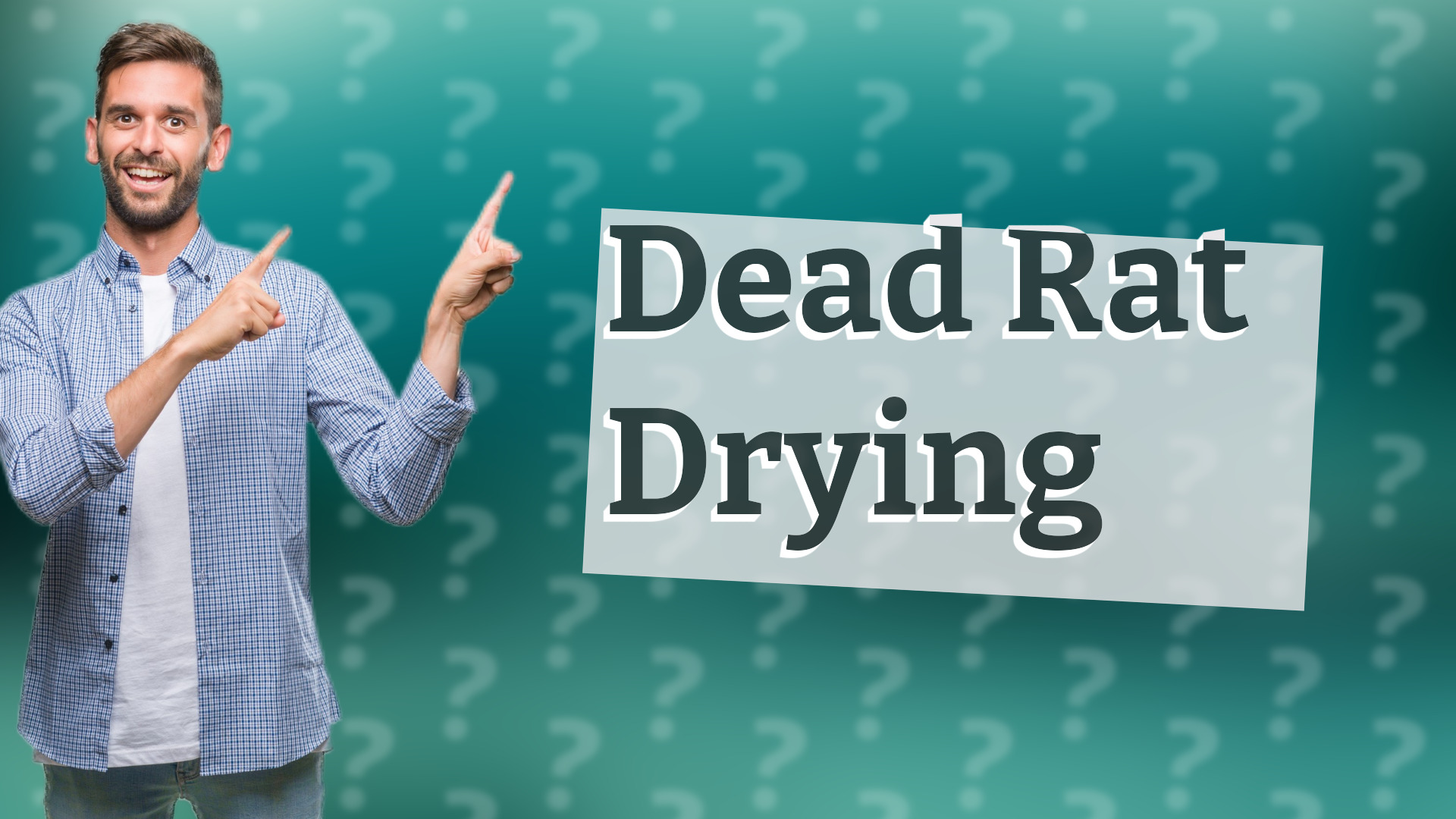 Dead Rat Drying