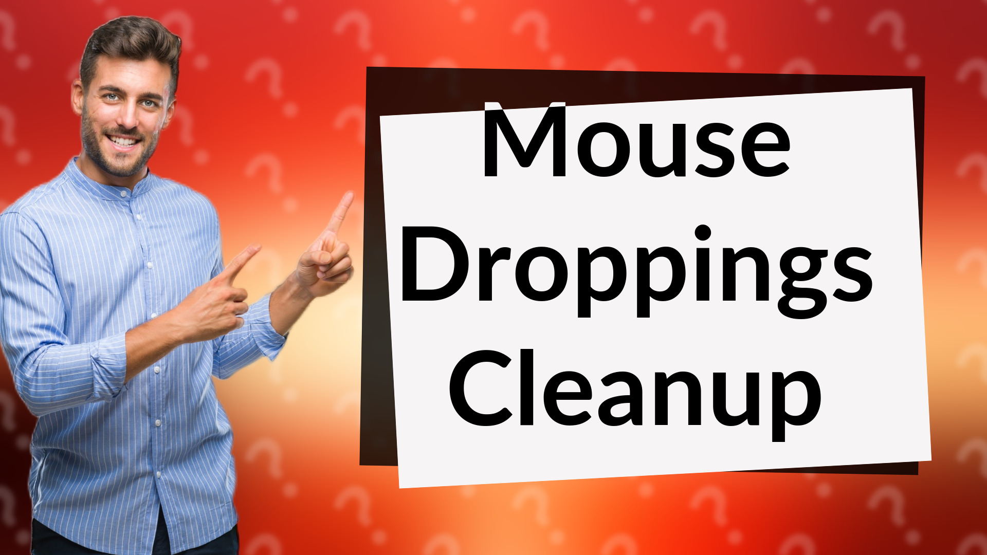 Mouse Droppings Cleanup