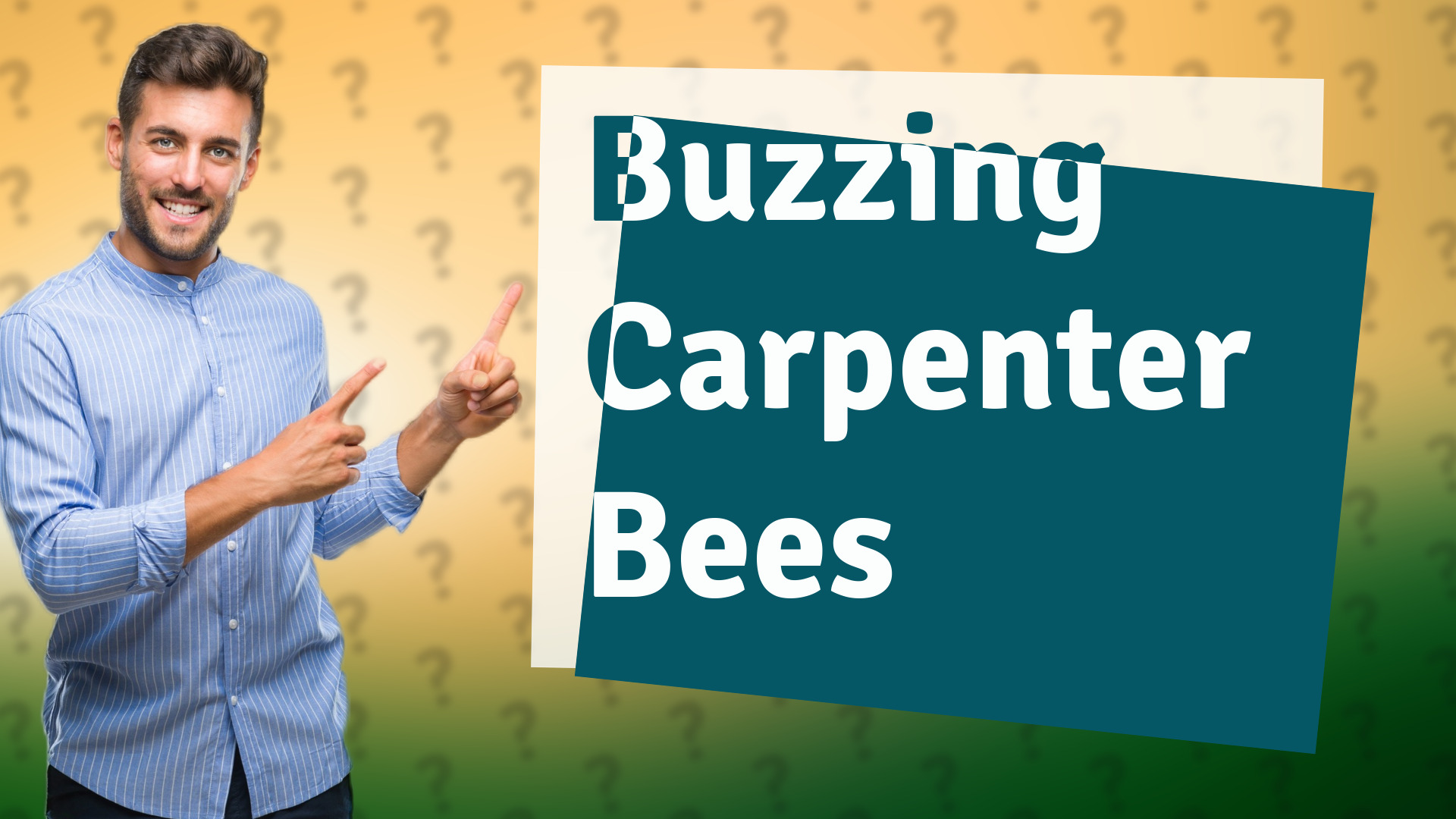 Buzzing Carpenter Bees