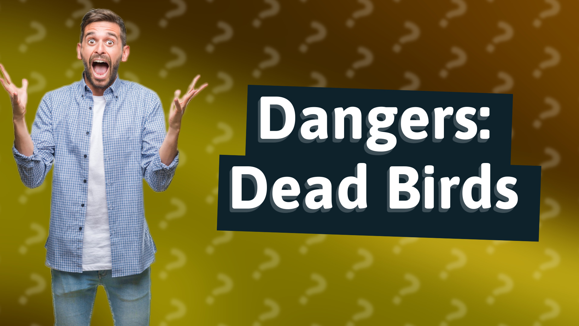 Dangers: Dead Birds