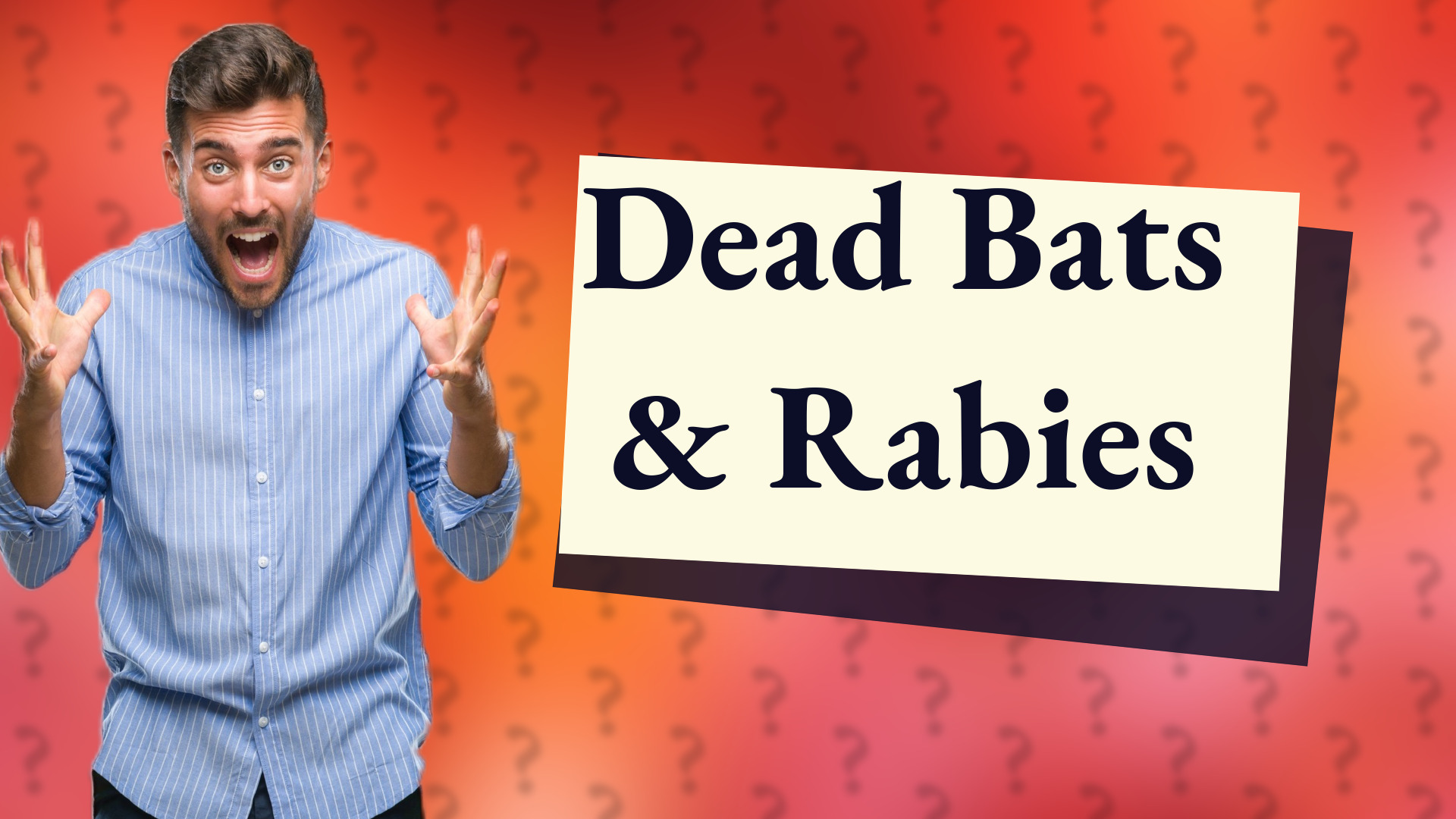 Dead Bats & Rabies