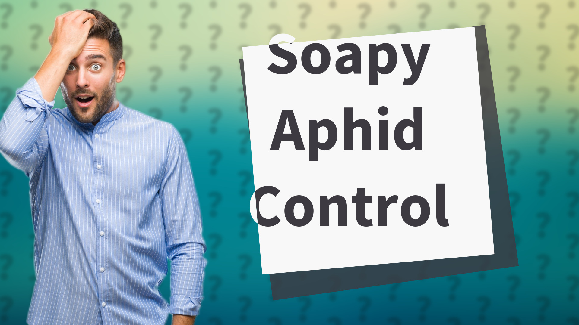 Soapy Aphid Control