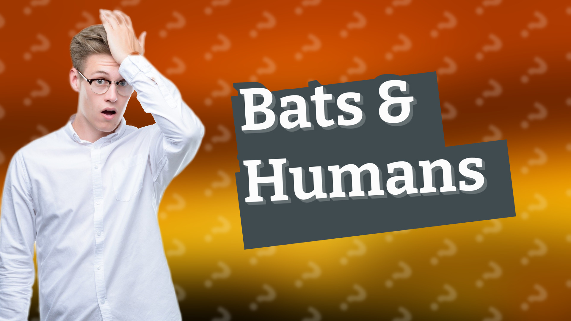 Bats & Humans