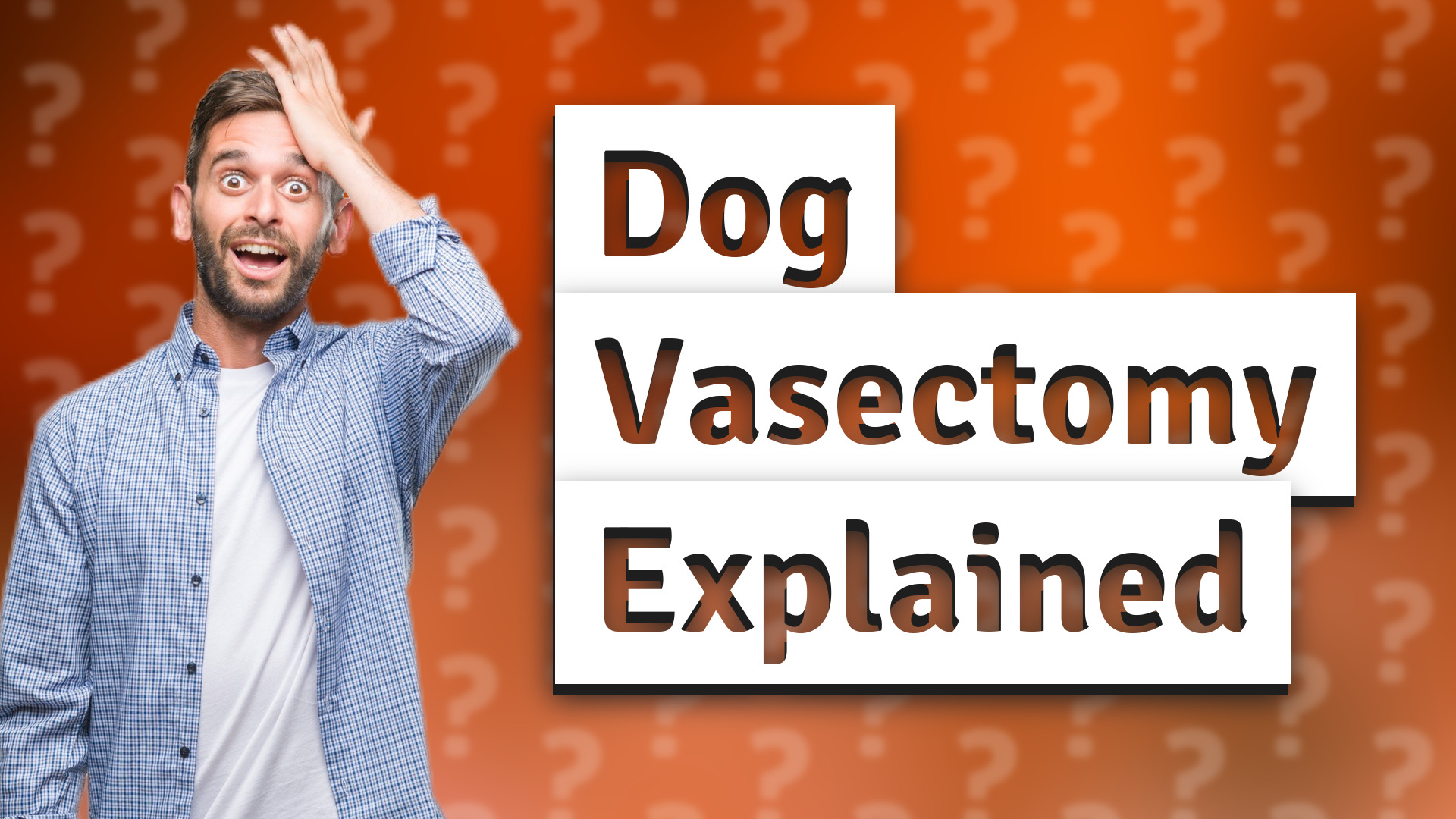 Dog Vasectomy Explained