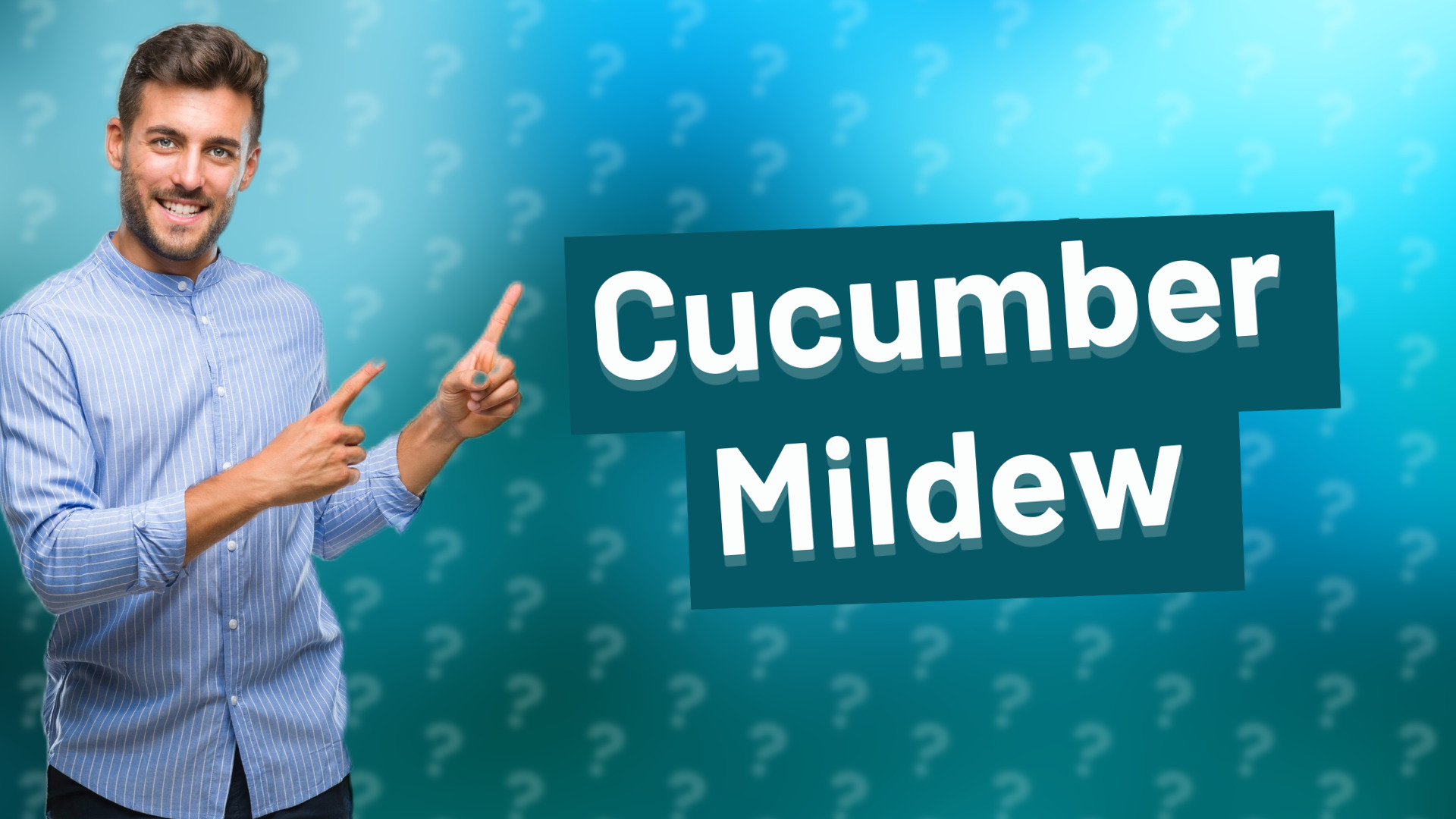 Cucumber Mildew