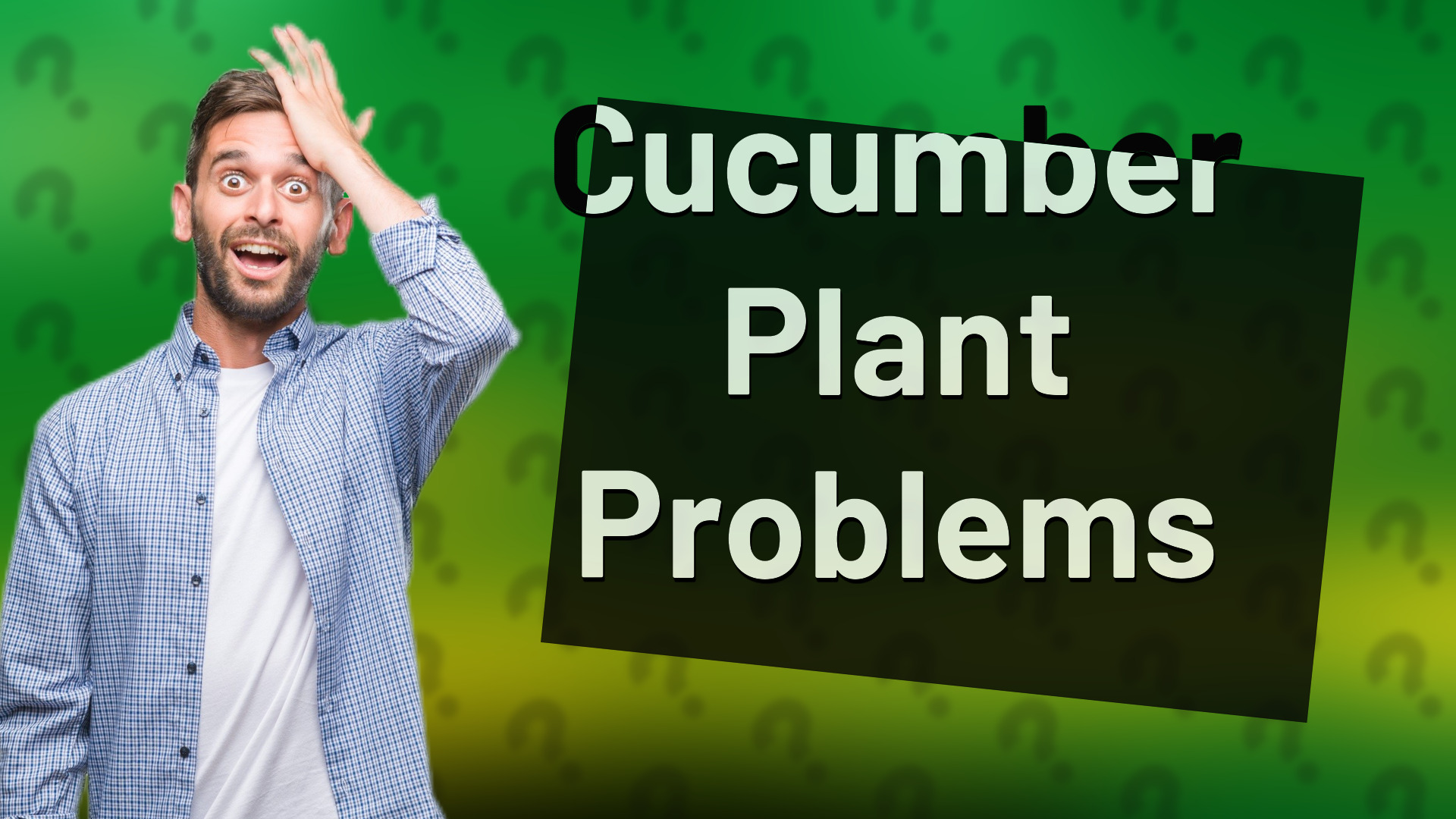 Cucumber Plant Problems