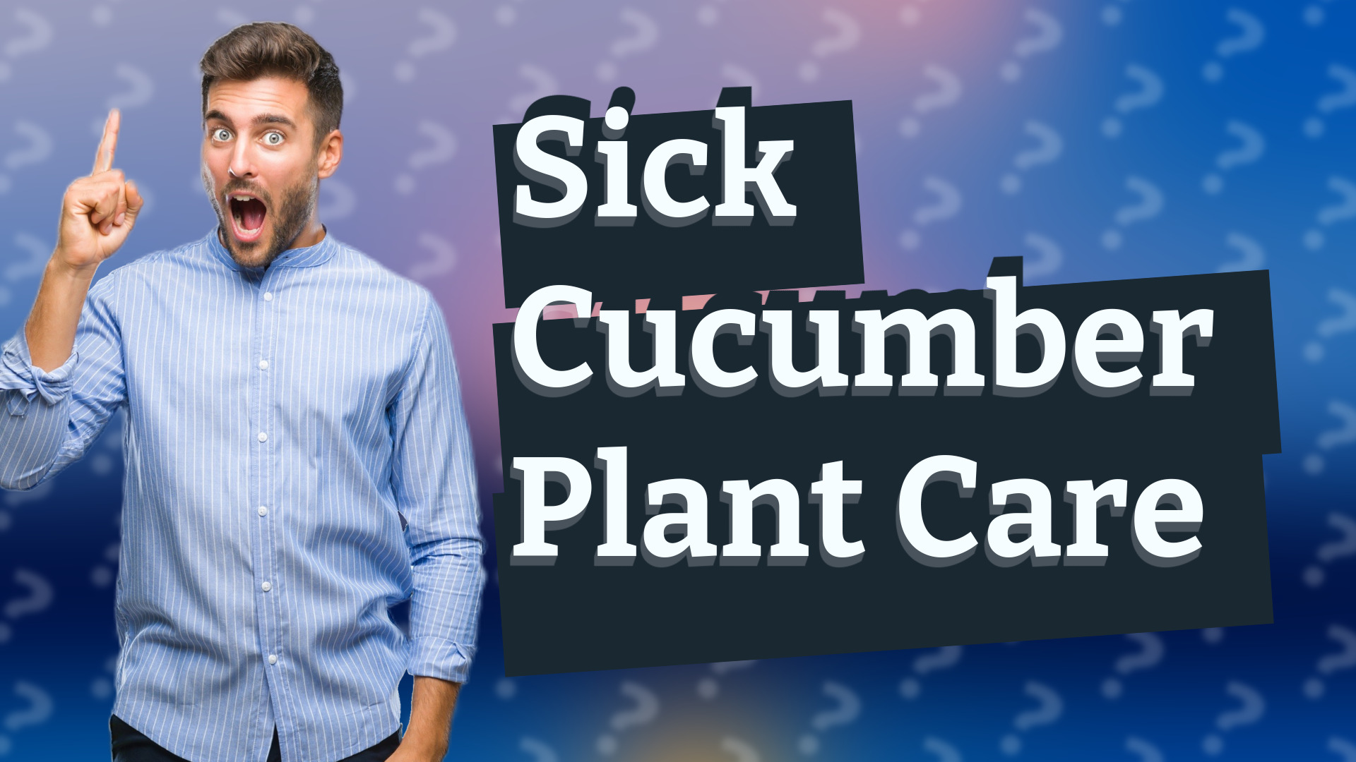 Sick Cucumber Plant Care