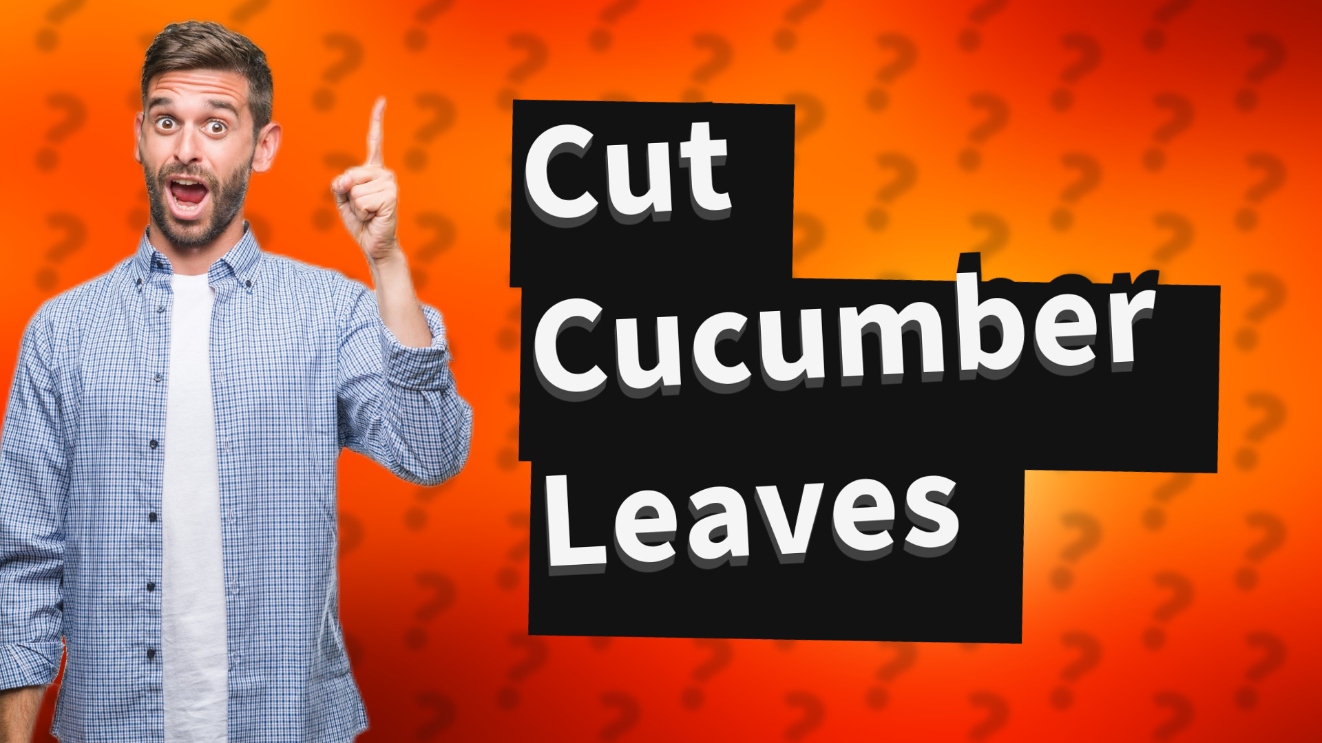Cut Cucumber Leaves