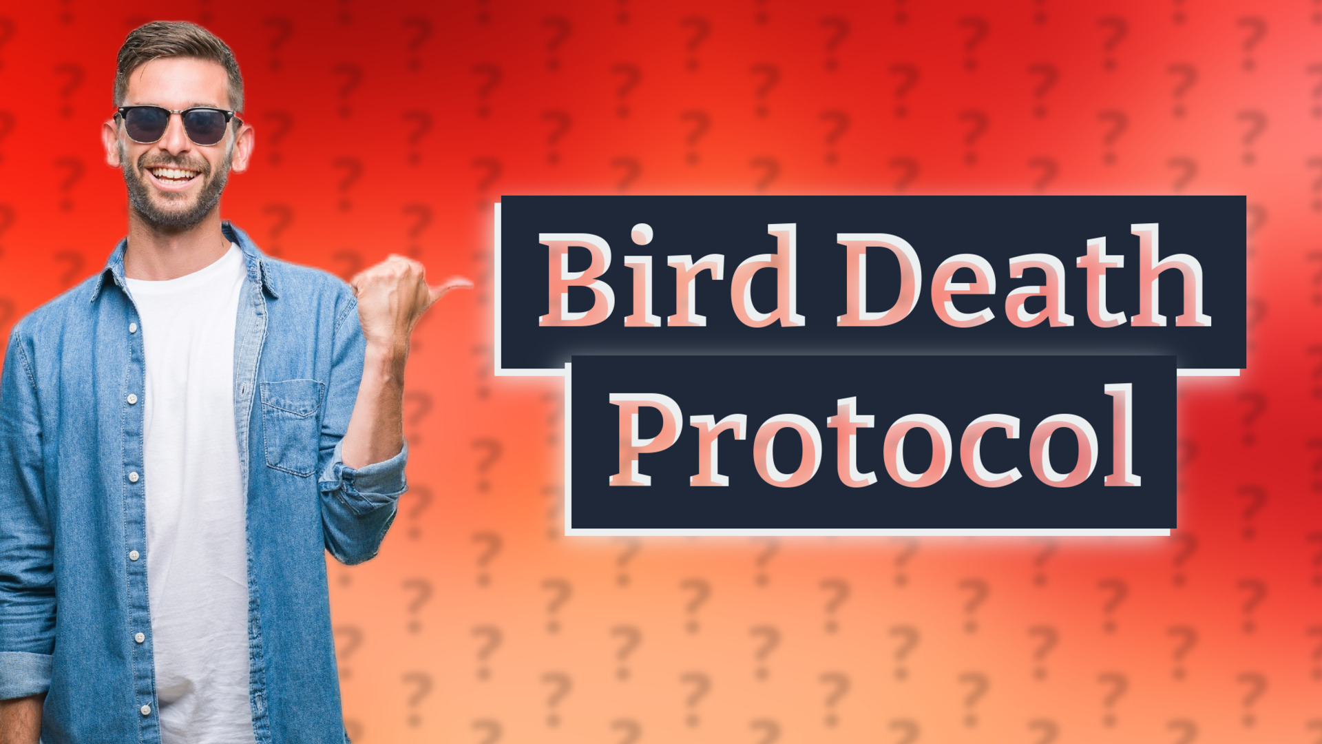 Bird Death Protocol