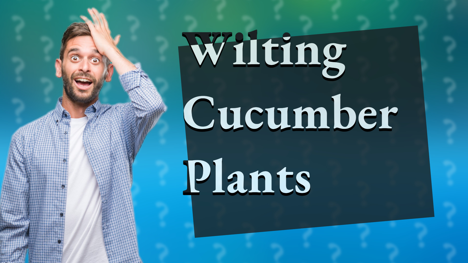 Wilting Cucumber Plants