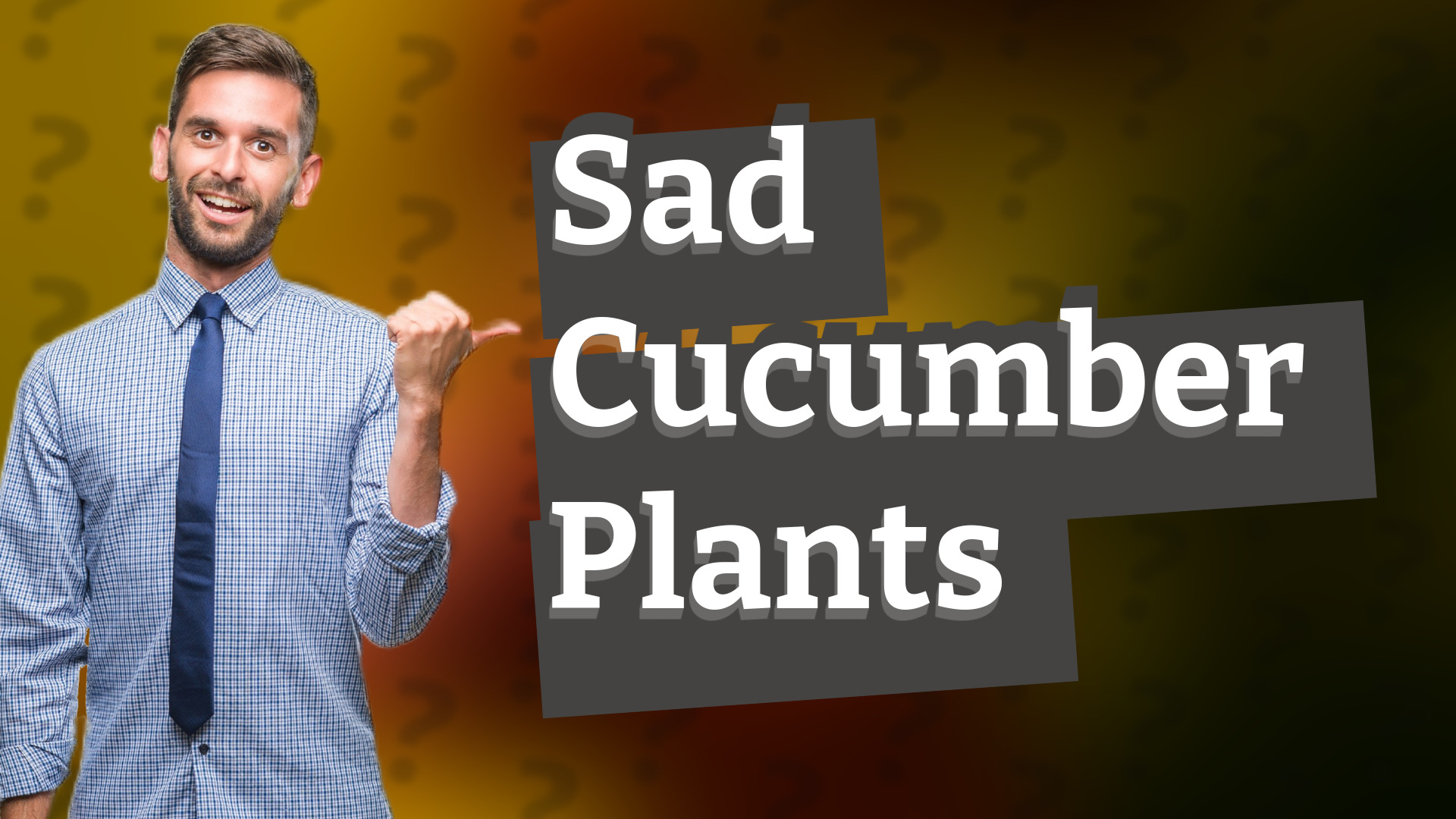 Sad Cucumber Plants